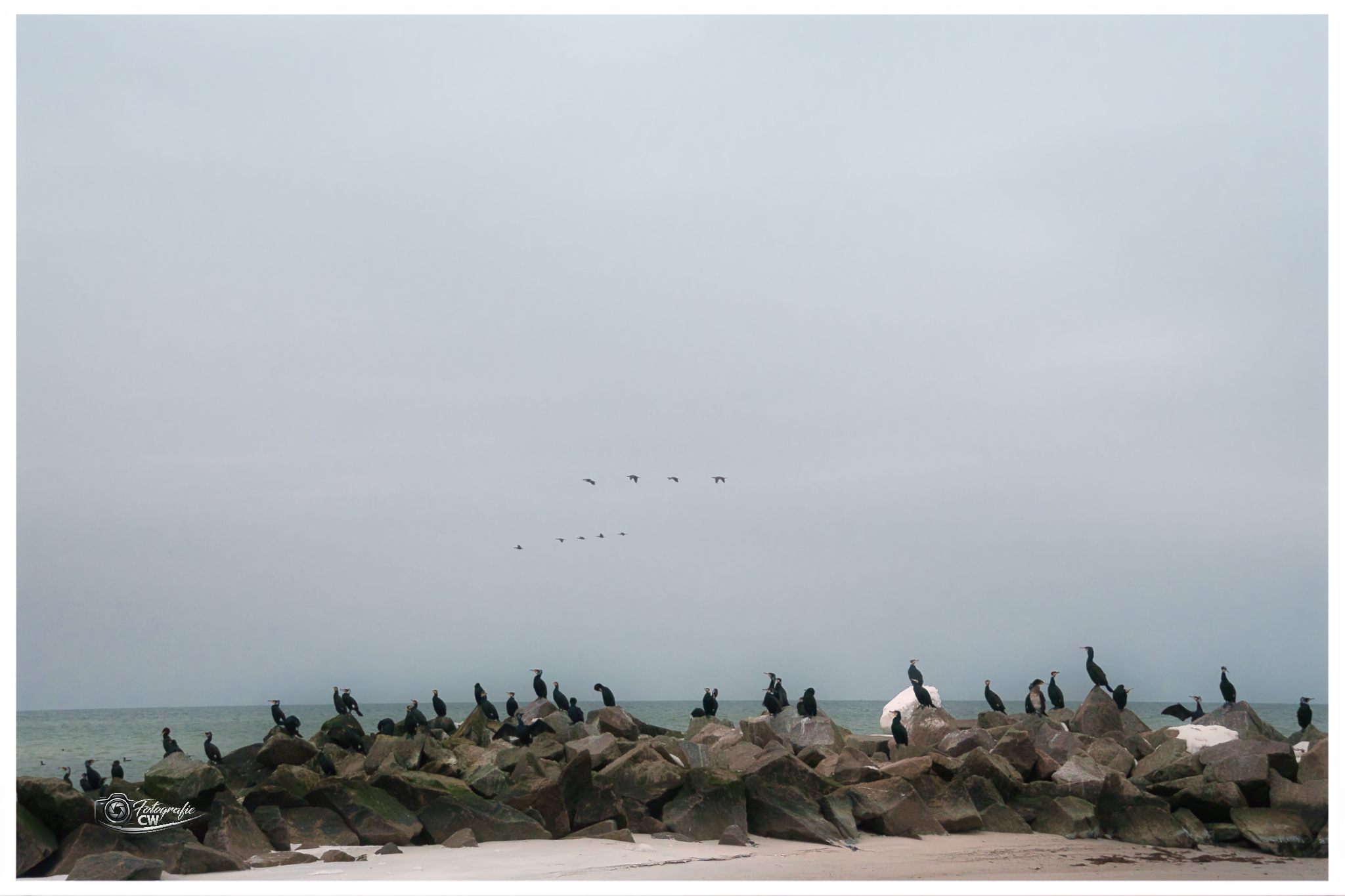 Kormorane an der Ostseeküste Kalifornien