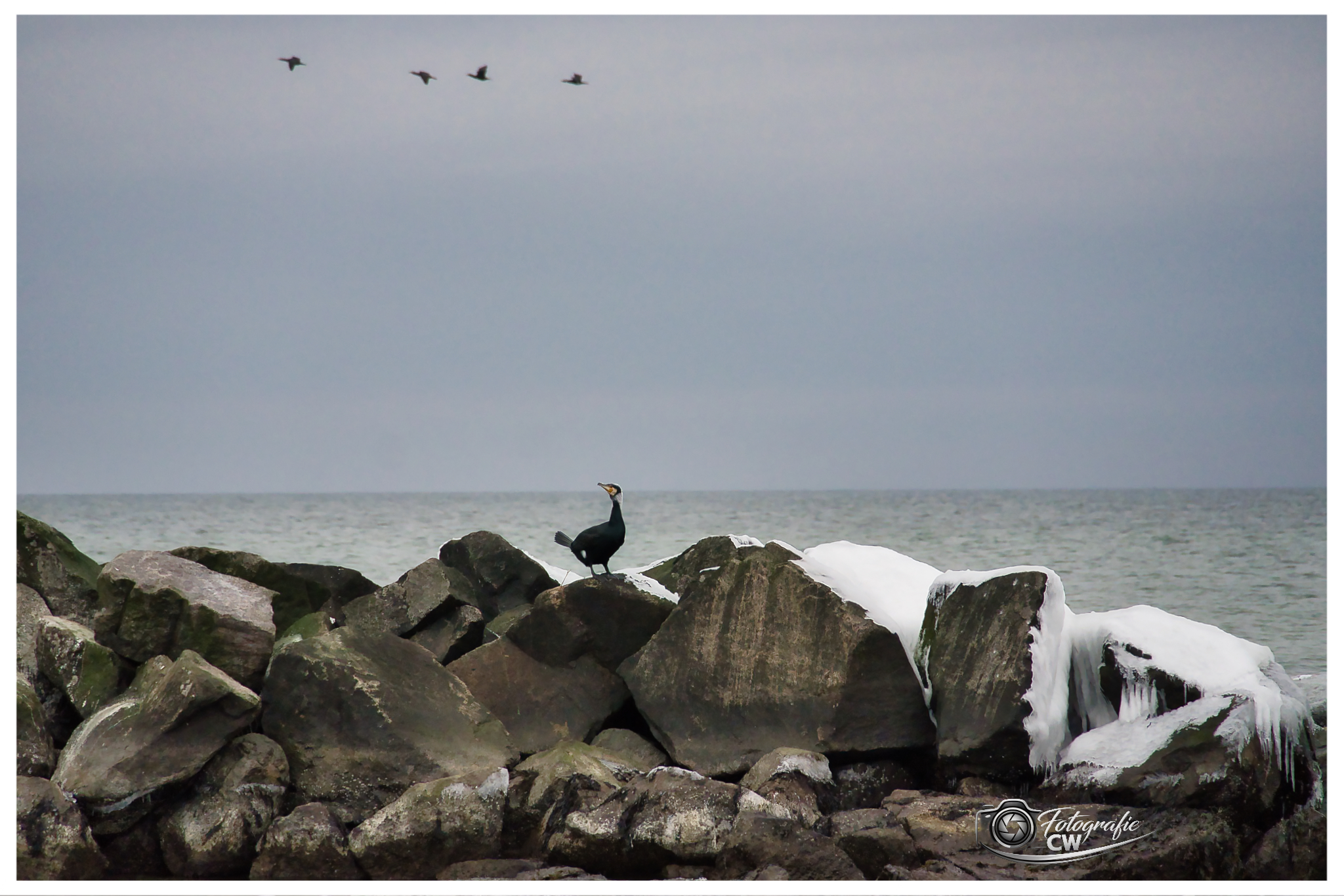 Kormoran Ostseeküste Kalifornien