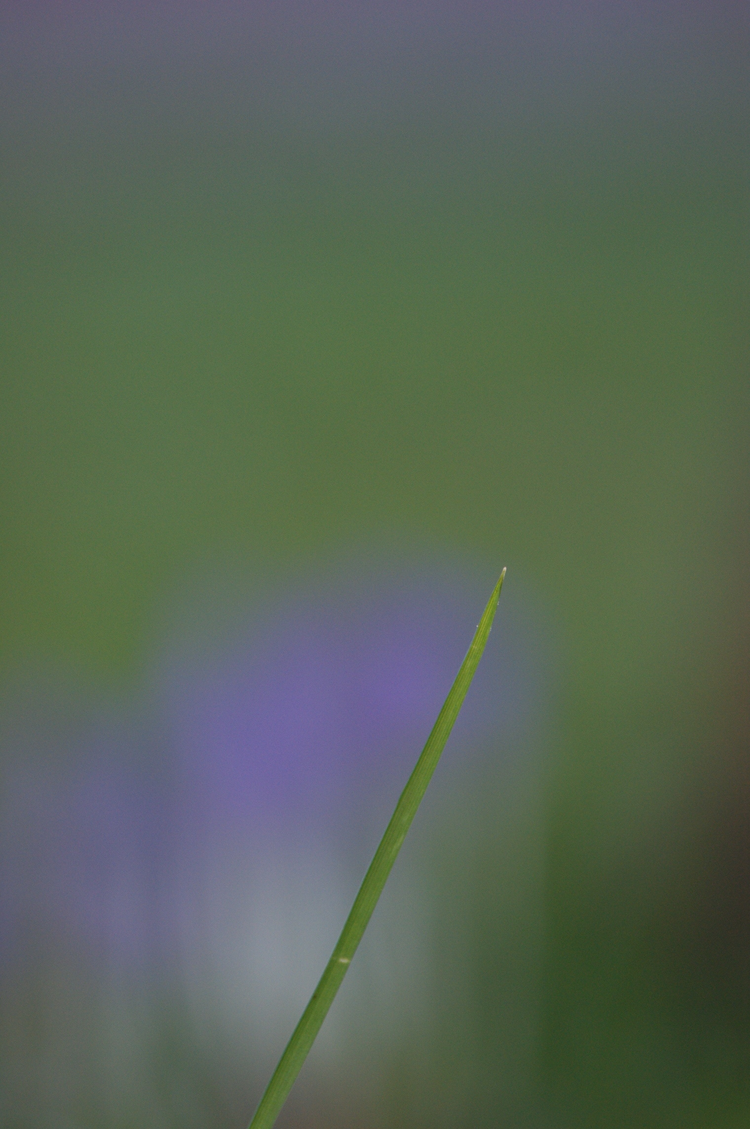 Grashalm mit Früblühern