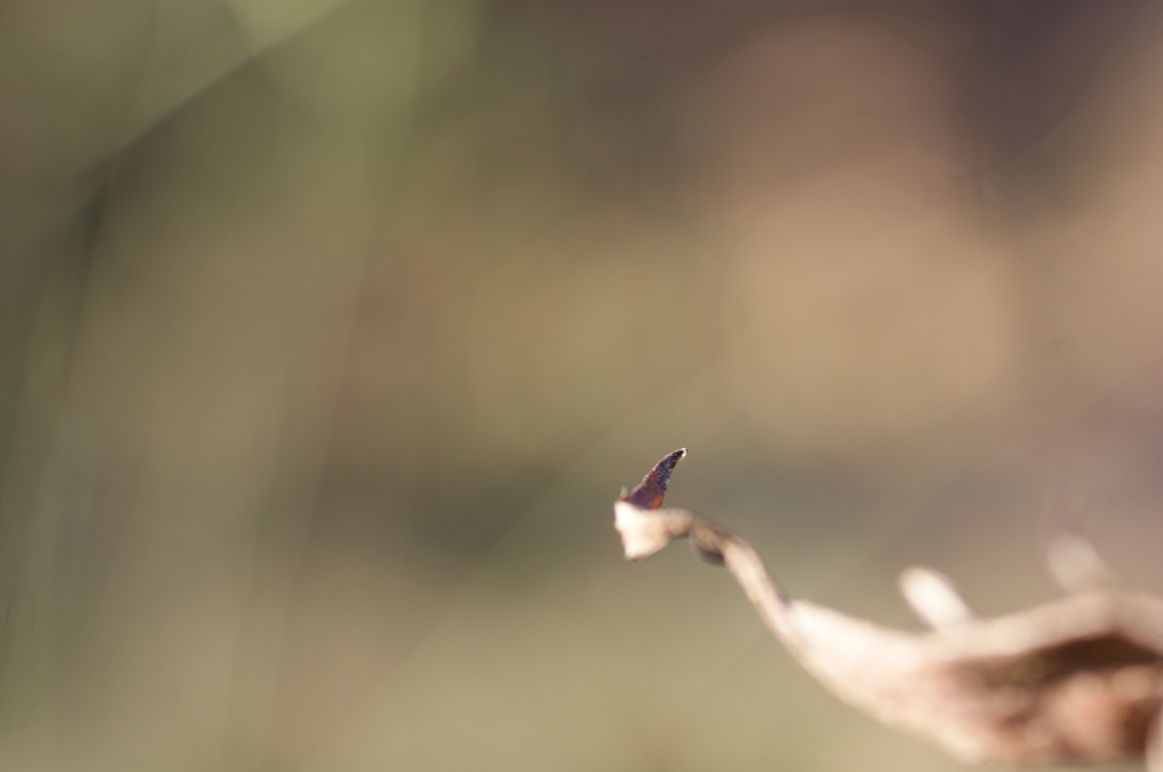 ...der letzte Gruß des letzten Herbstes