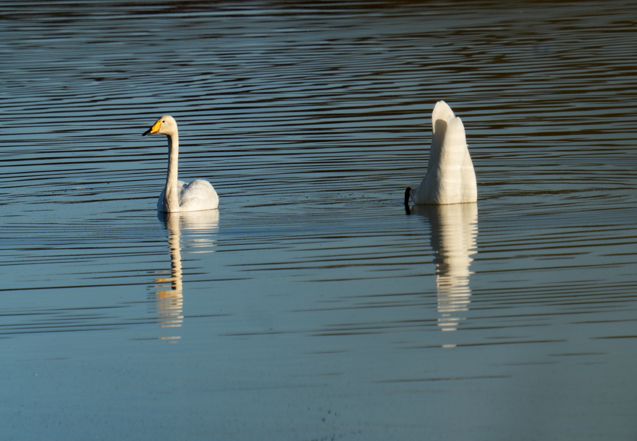 Schwänzchen in die Höhe