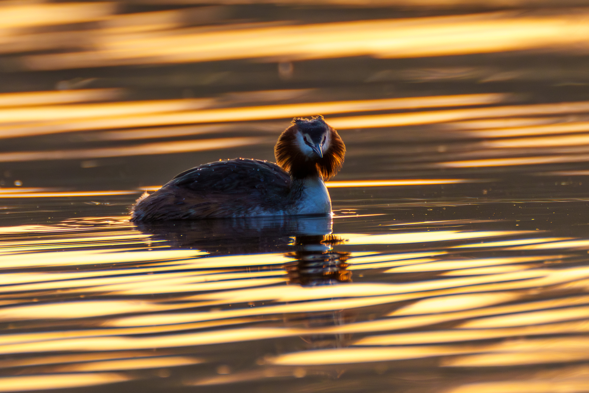 Haubentaucher im Sonnenuntergang