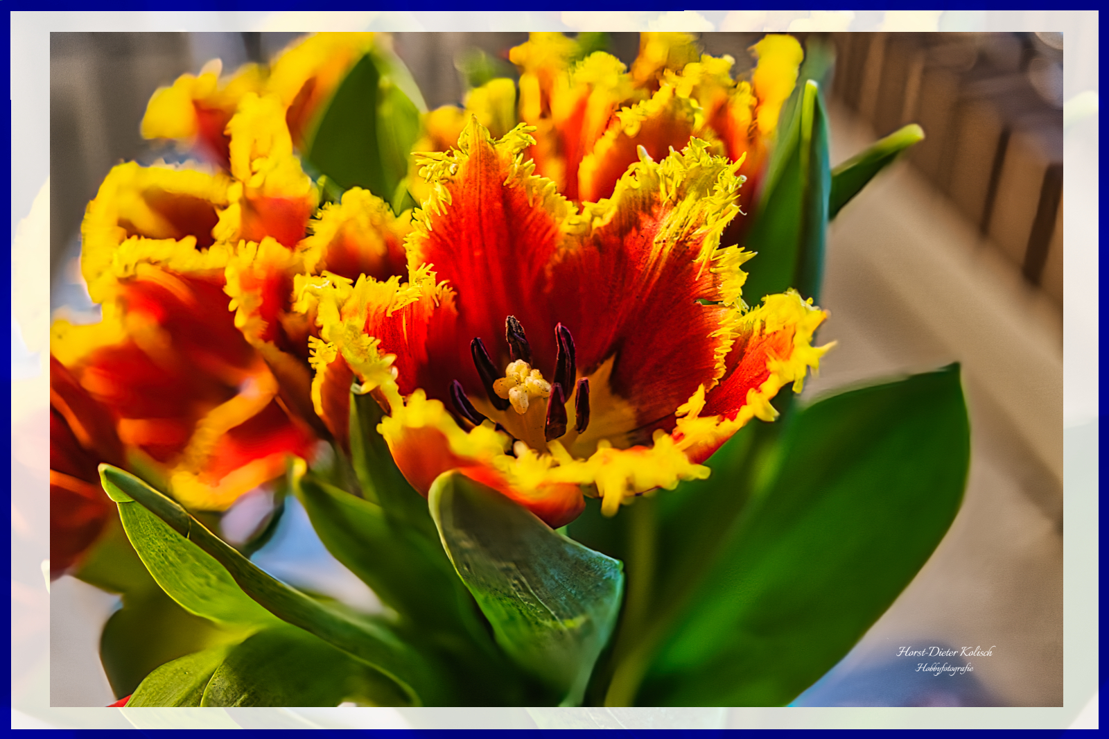 Der Frühling ins angenommen..🌹