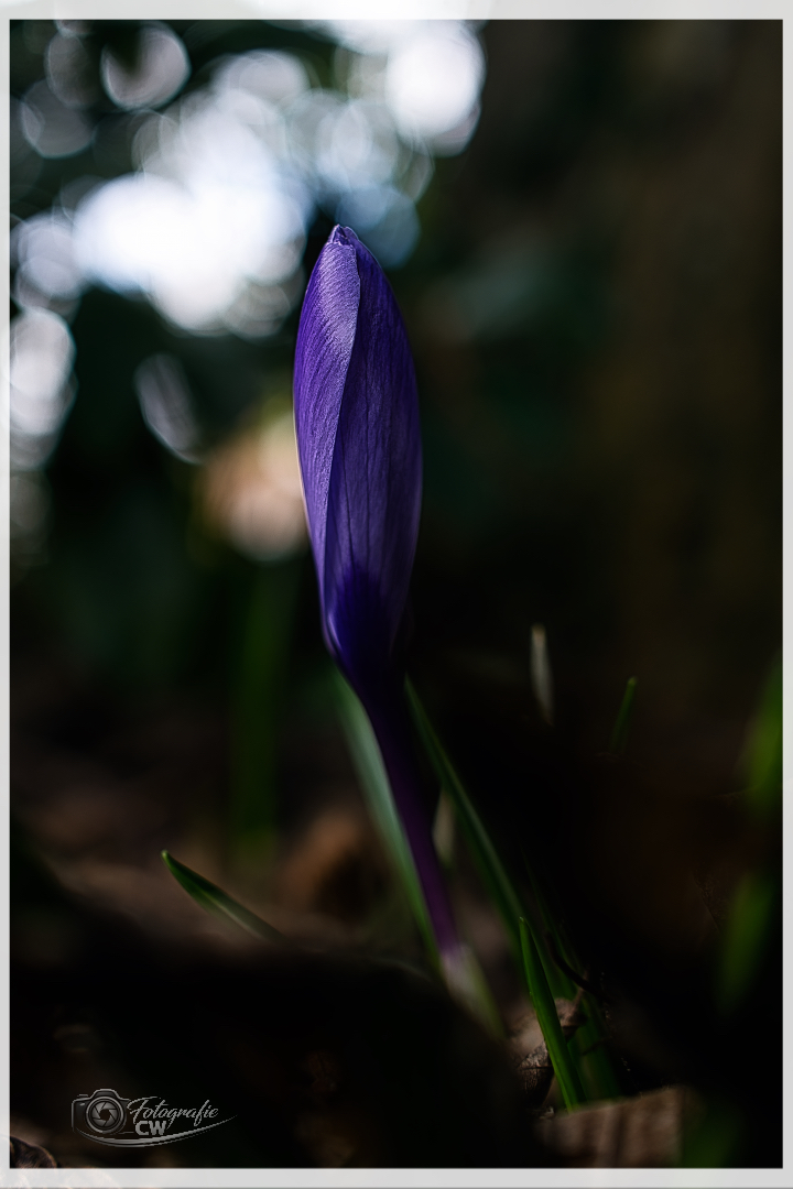 Krokusblüte