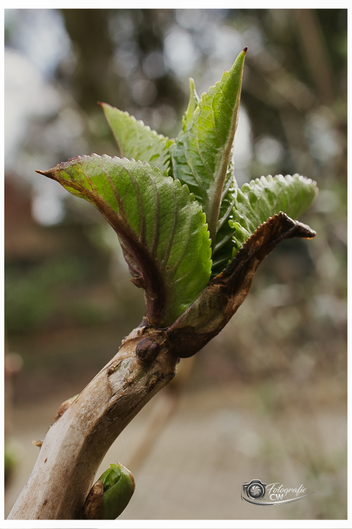 Hortensie Blattknospe