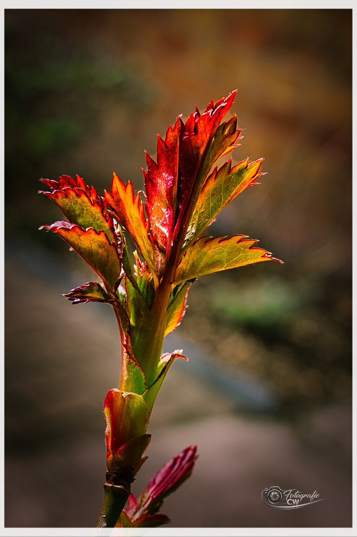 Frisches Blattgrün einer Rose