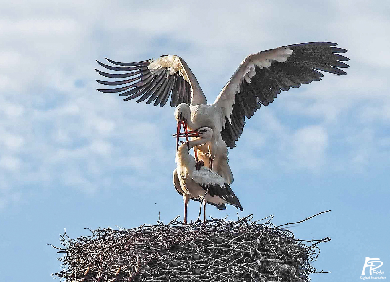 Für Nachwuchs wird gesorgt
