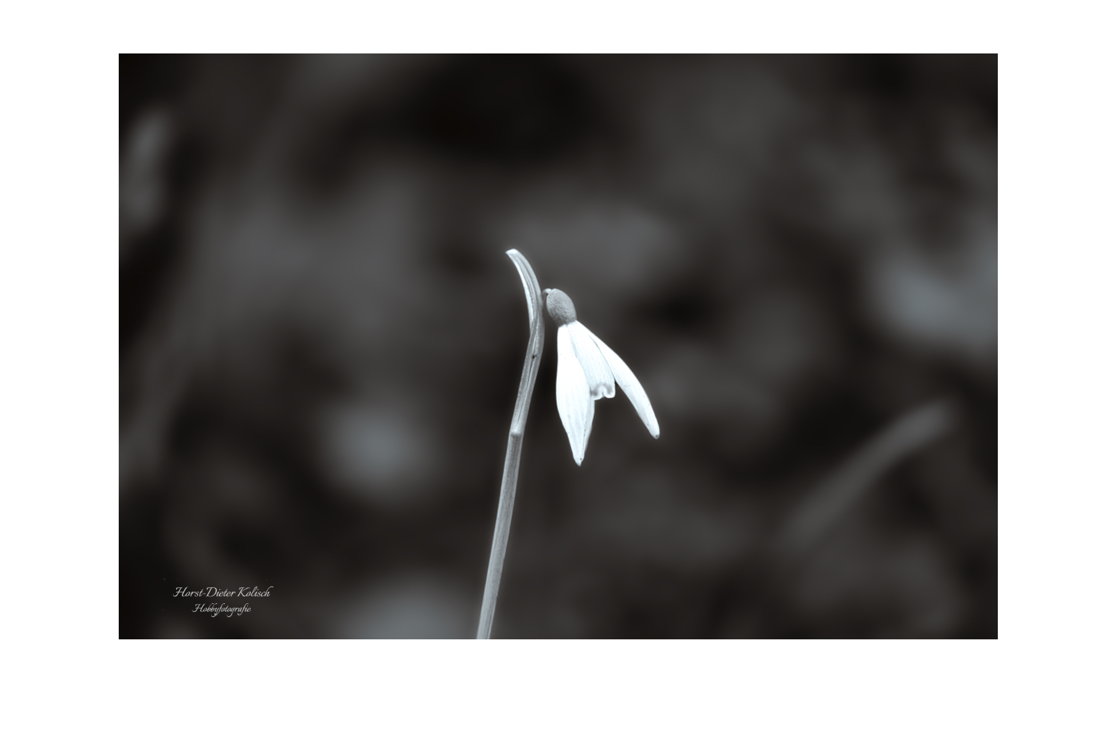 Schneeglöckchen - die ersten Boten des Frühlings