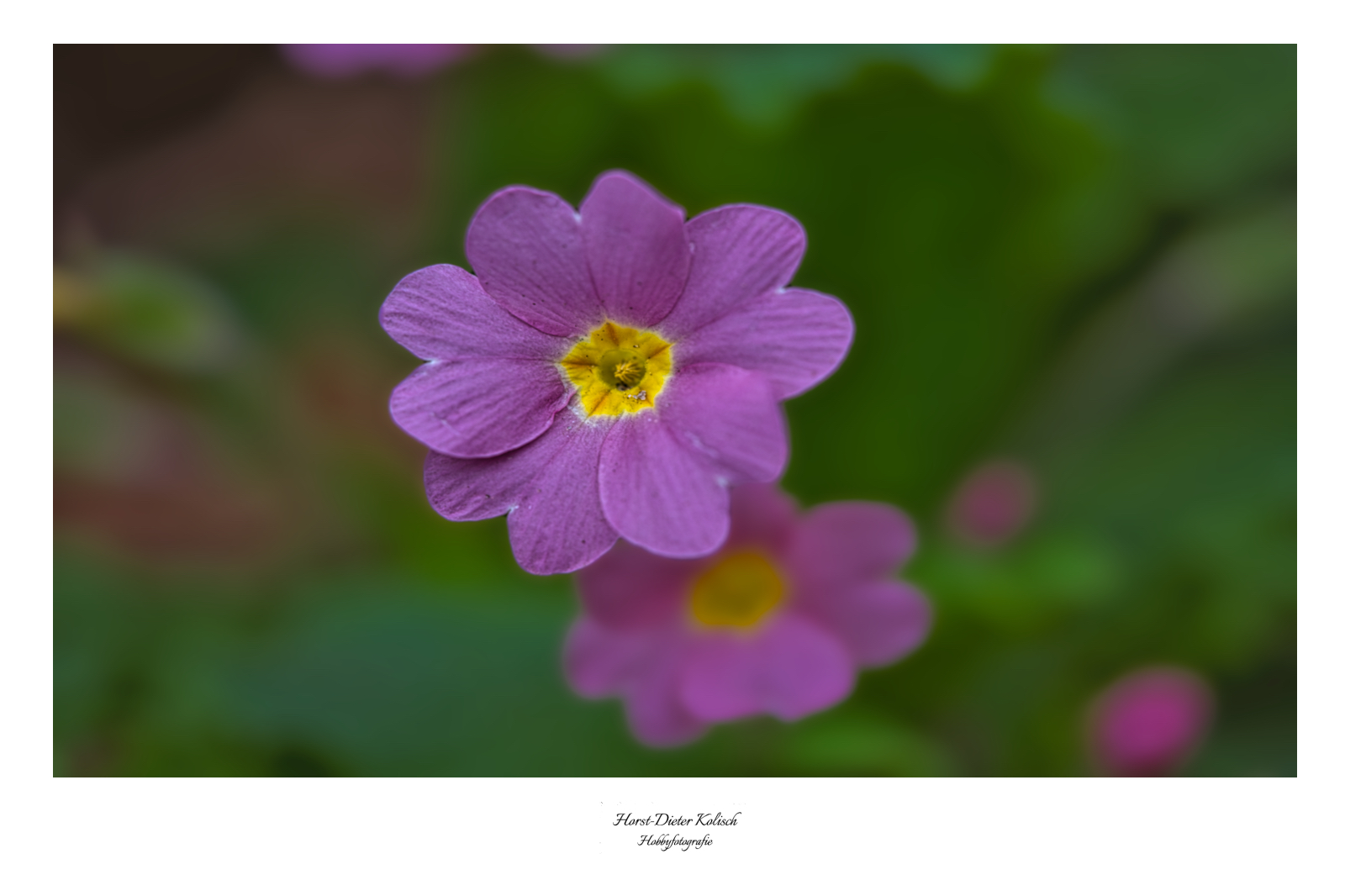 Primeln sind Boten des Frühlings