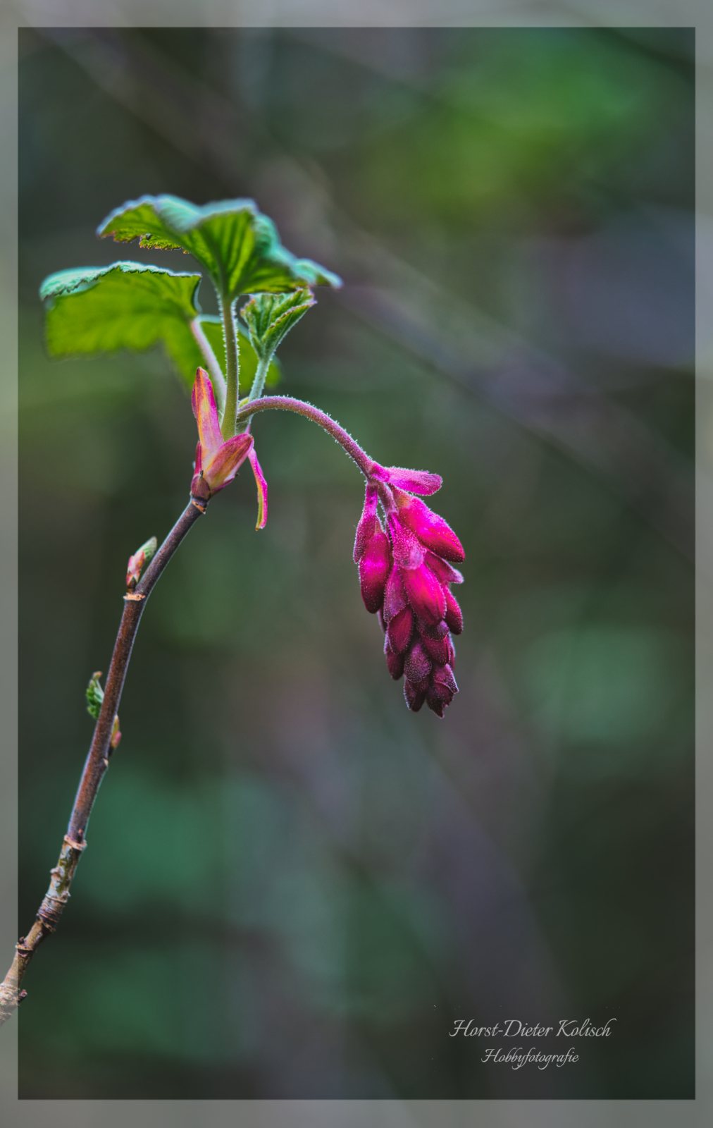 Blut-Johannisbeere (Ribes sanguineum)