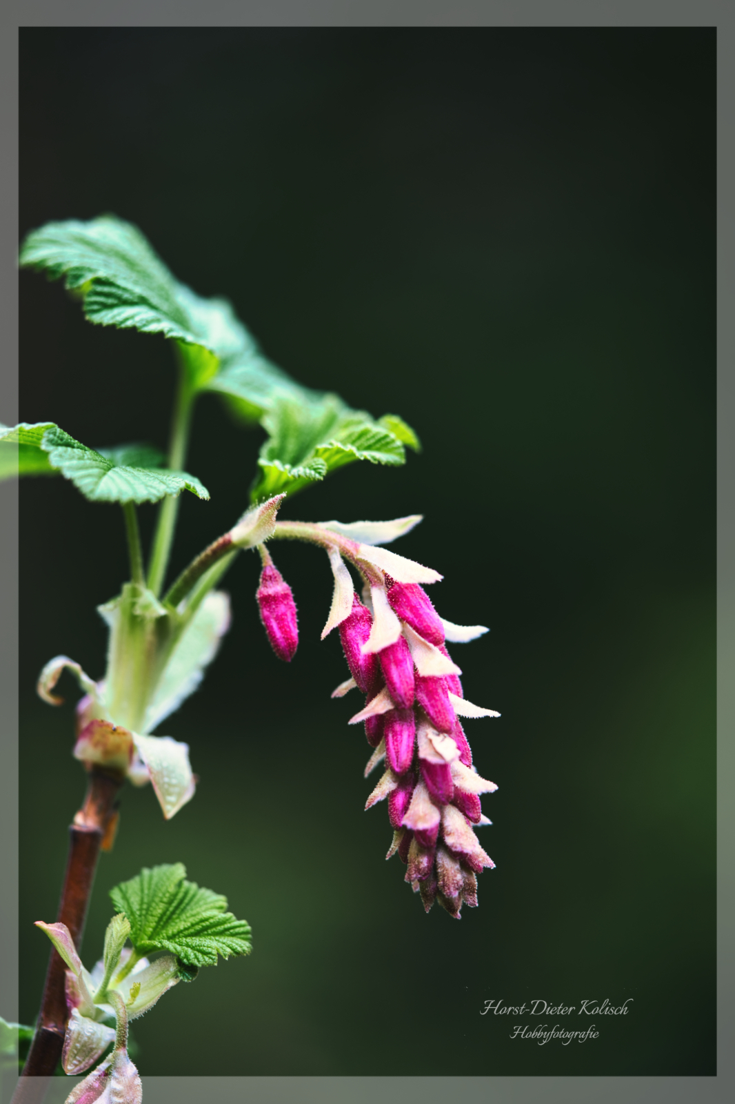 Blut-Johannisbeere (Ribes sanguineum)