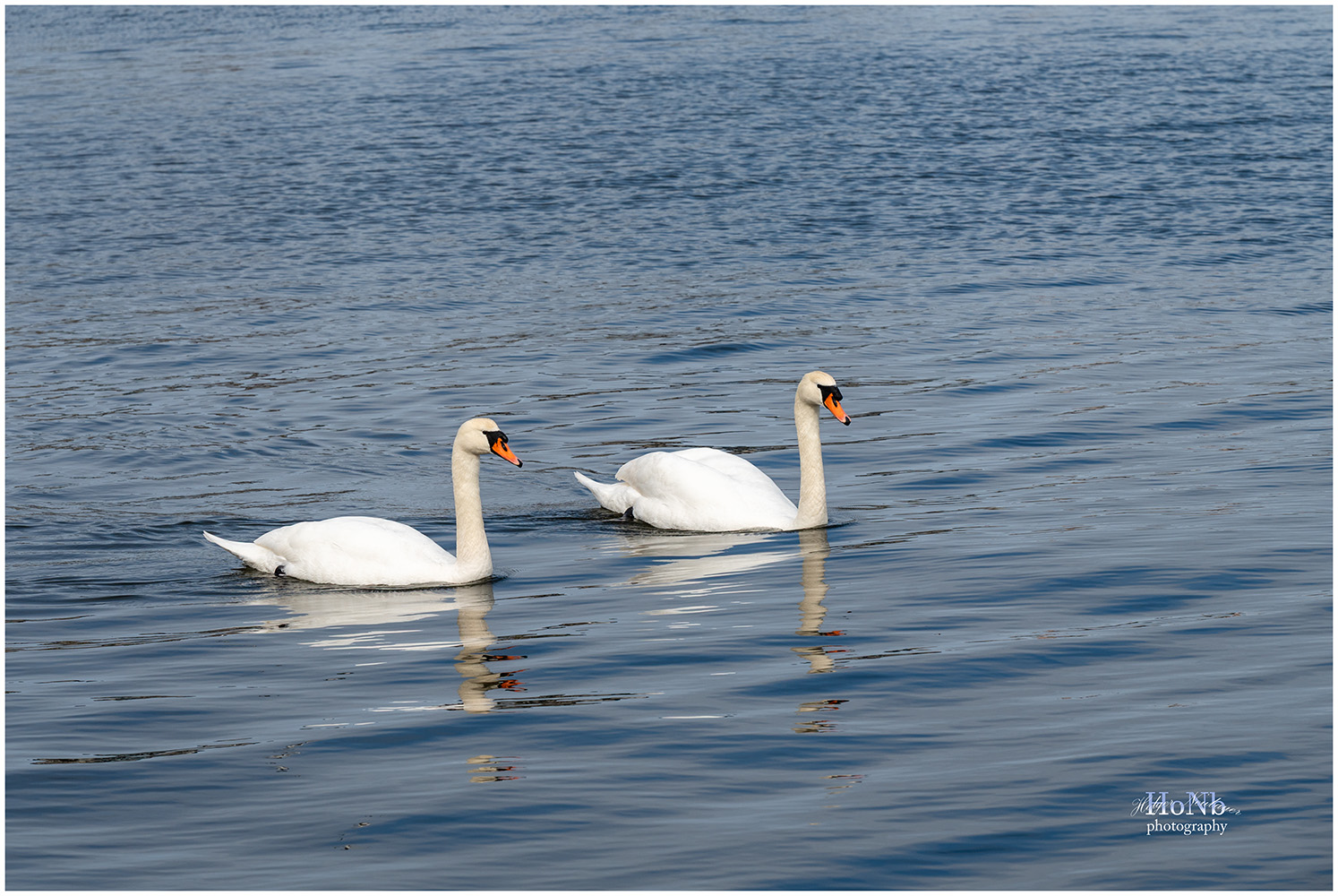 Schwäne auf der Schlei