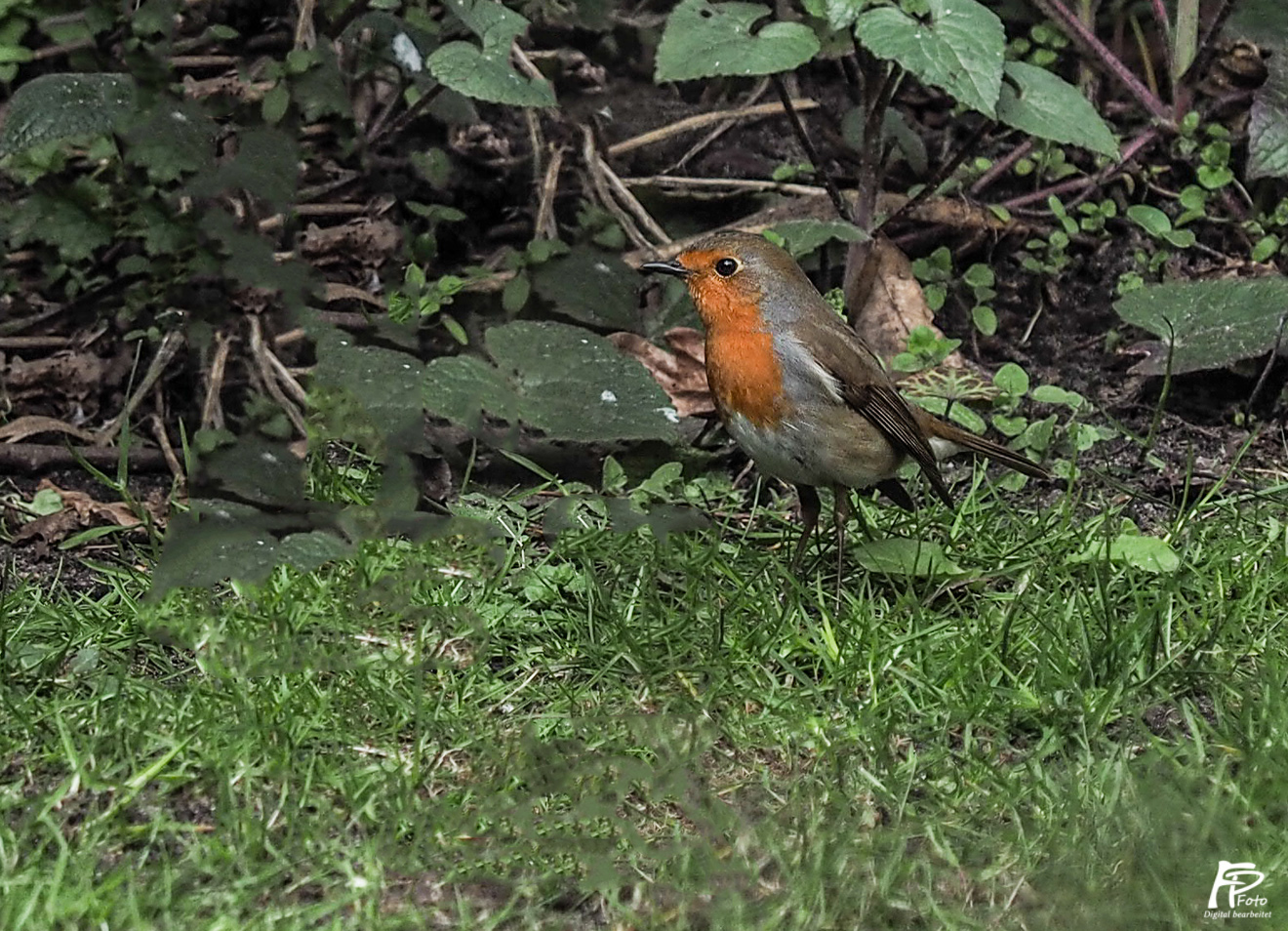 Neugieriges Rotkehlchen