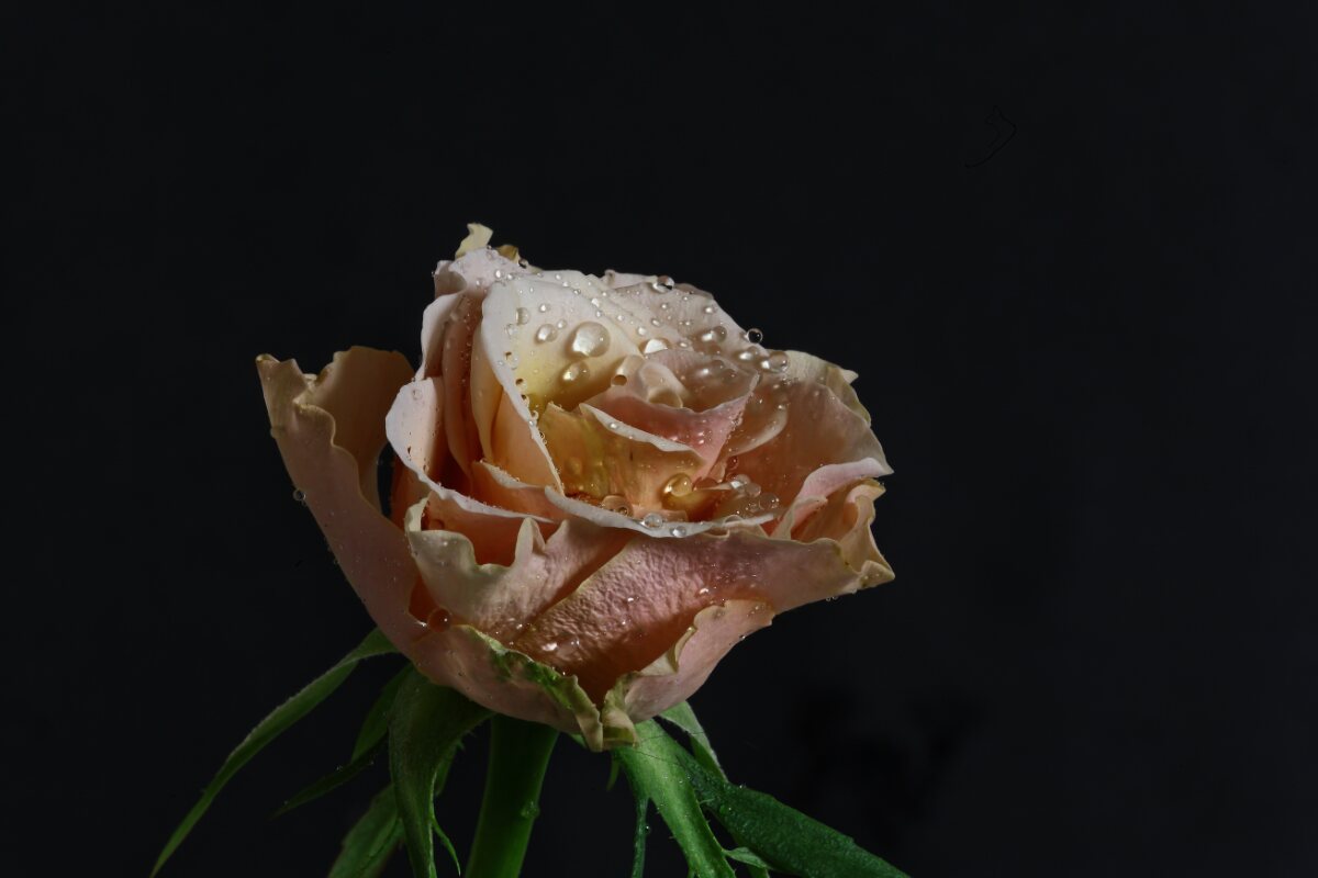 Rose mit Wassertropfen