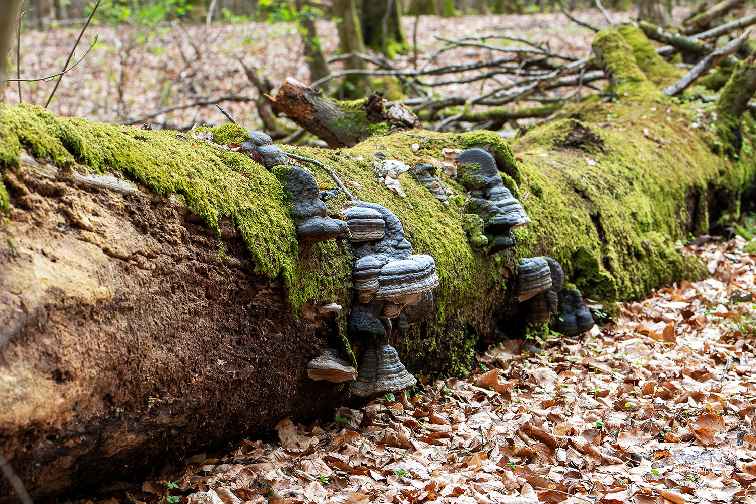 Die Natur holt es sich zurück