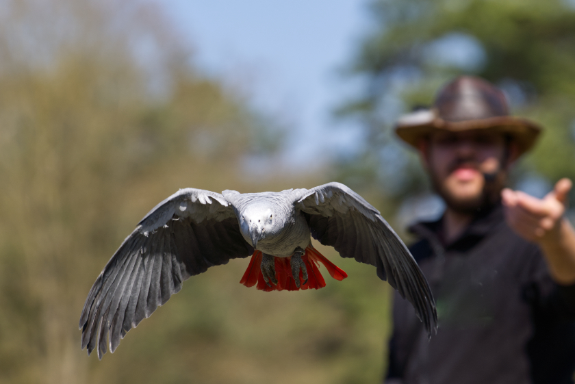 Graupapagai Flugbild
