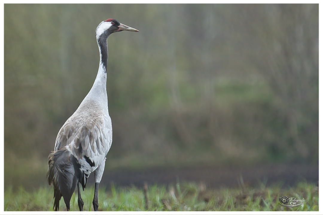 Vögel des Glücks 😍