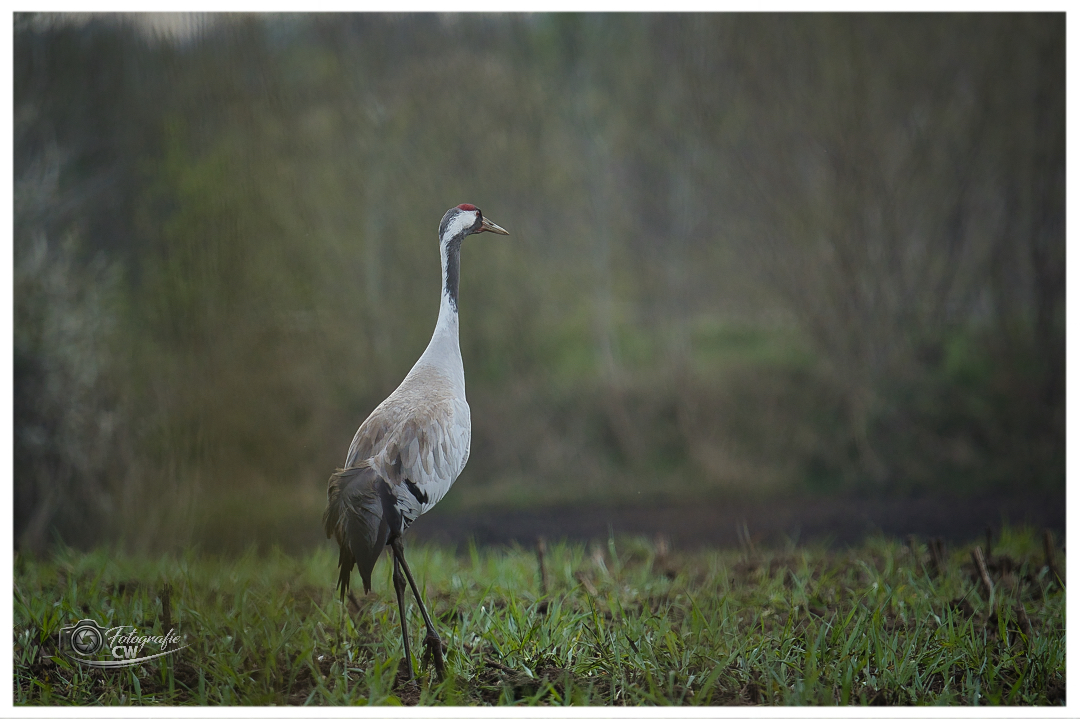 Vögel des Glücks 😍