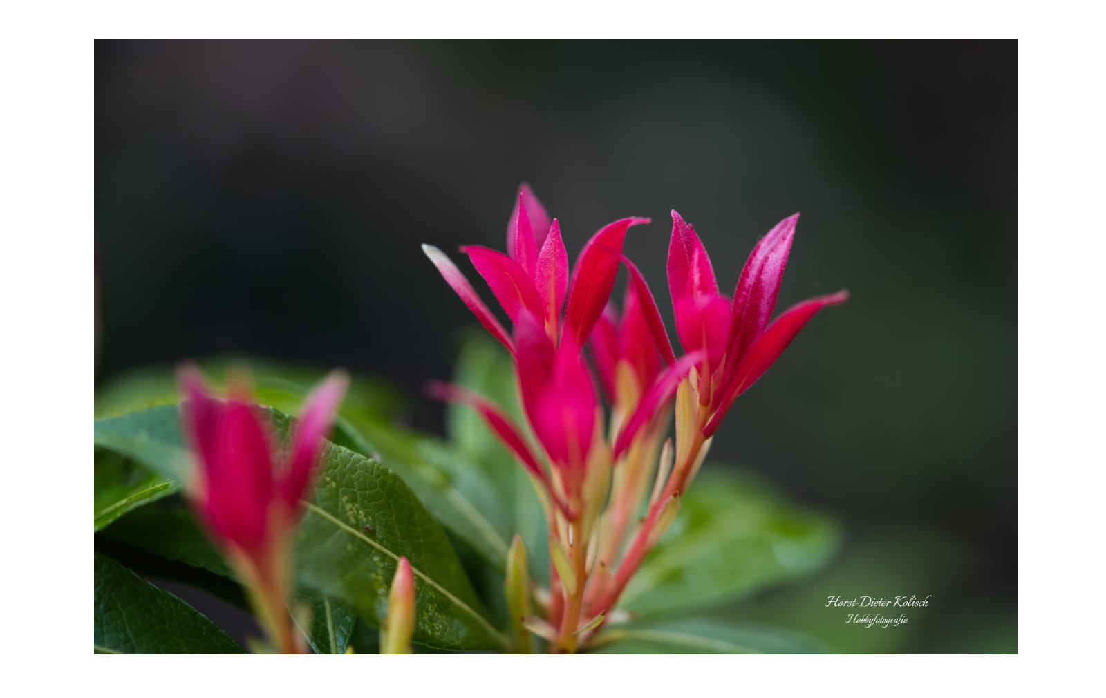 🌺 Zarte Blüten…