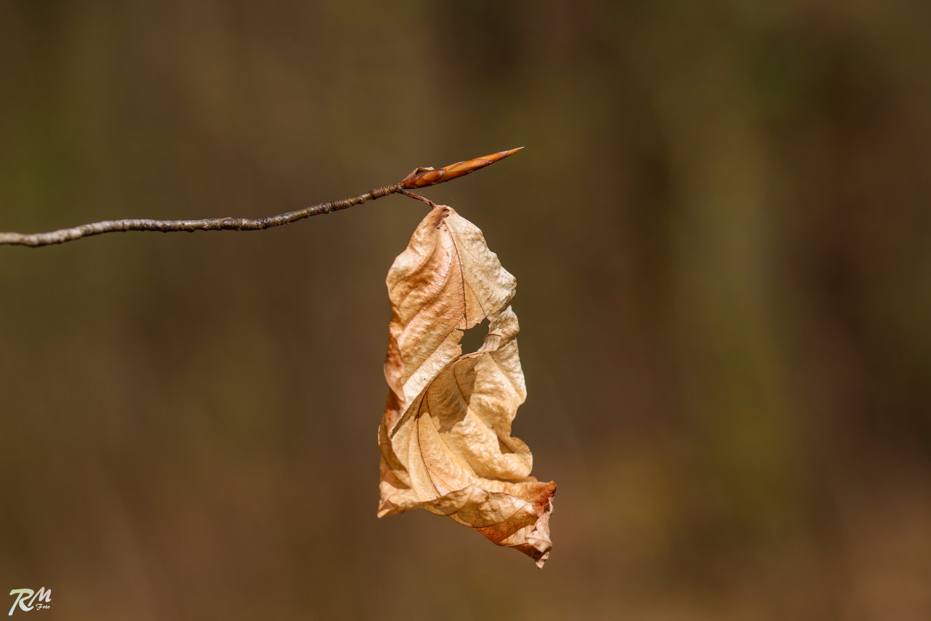 Buchenknospe mit altem Blatt.