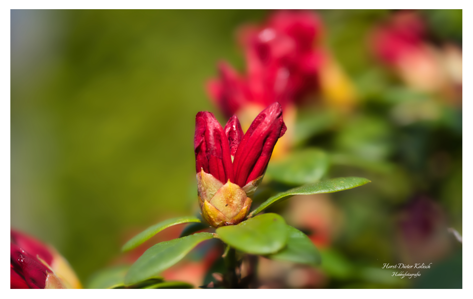 🌺 Zarte Blüten…