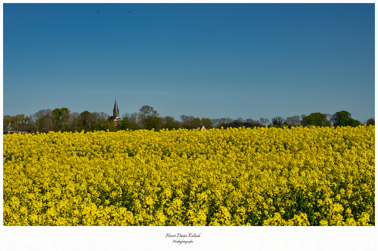Fototour zu den Rapsfeldern von Nordstrand💛