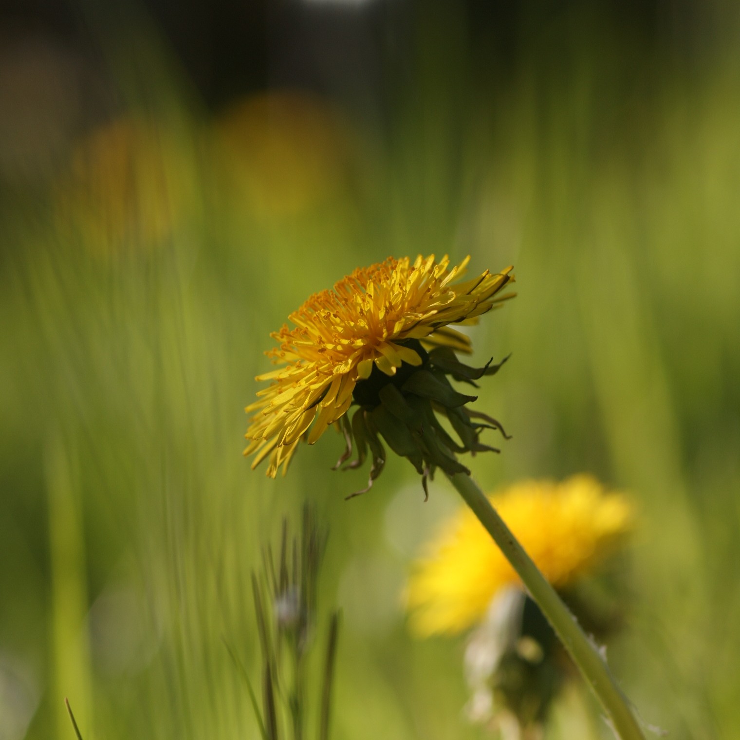 Frühling 1......