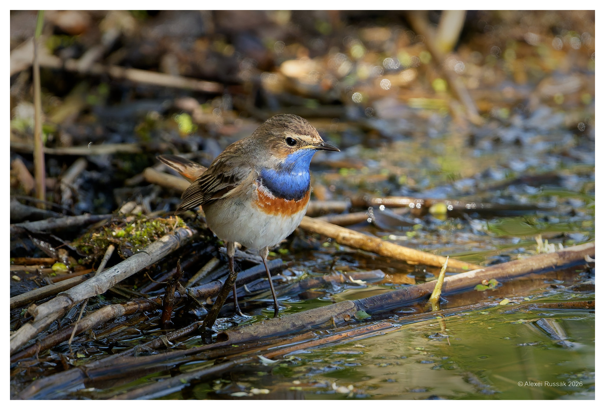 Blaukehlchen