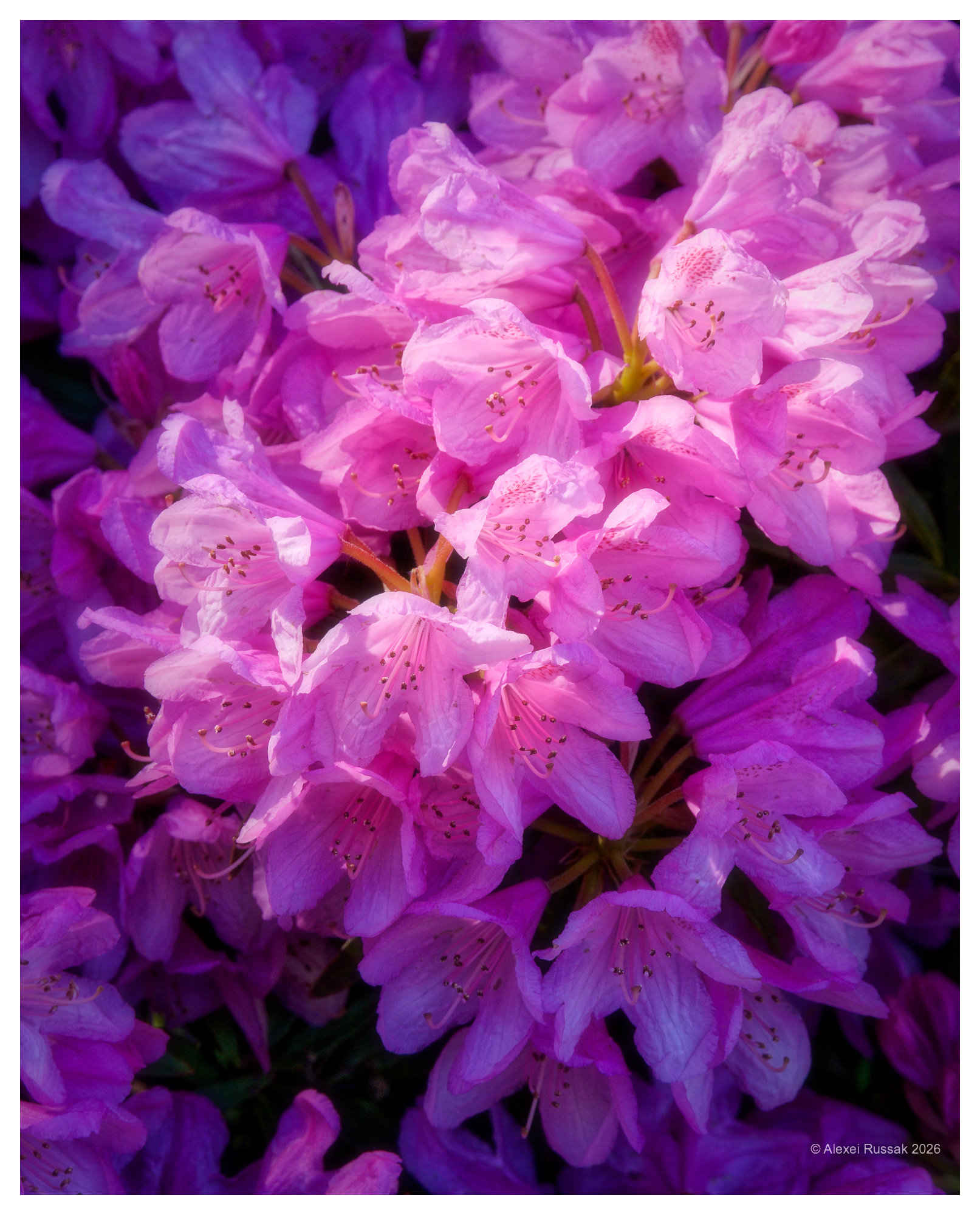 Rhododendron