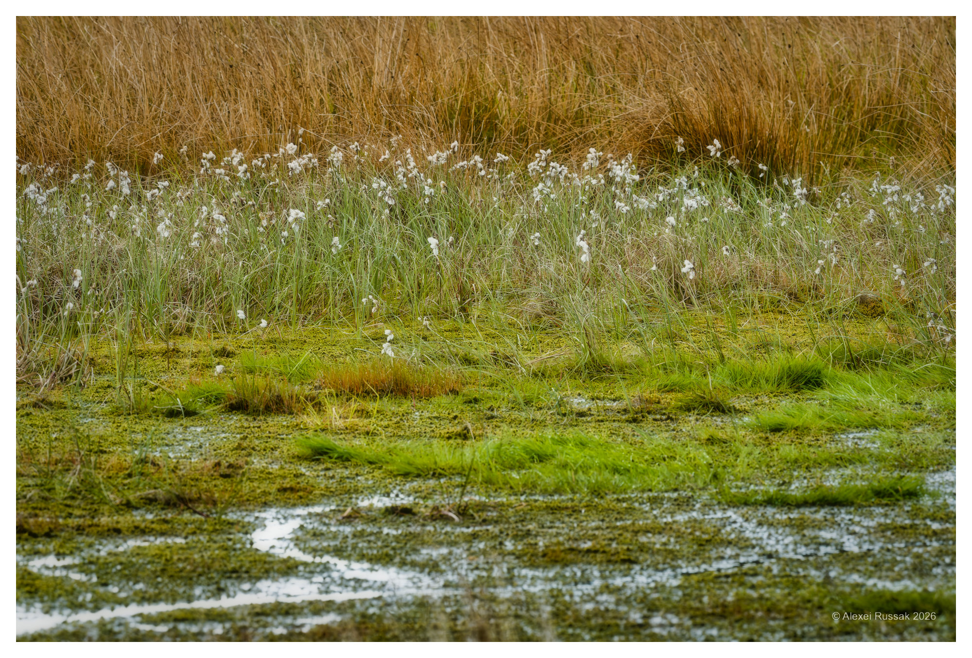 Wollgras