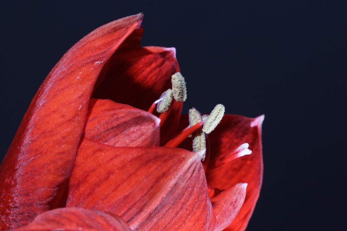 Rote Blüte