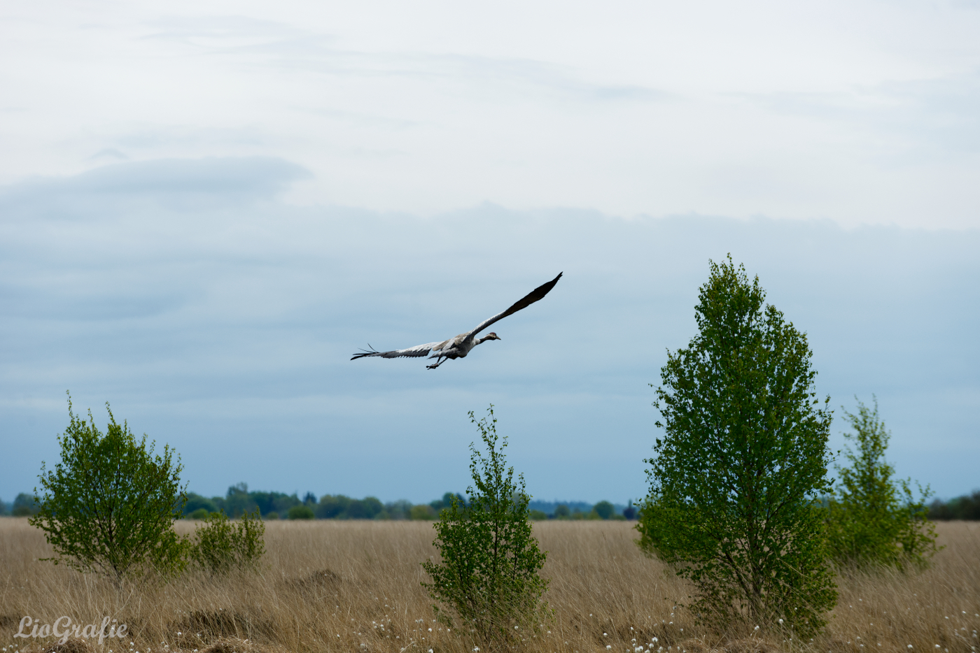 Kranich im  Tetenhusener Moor