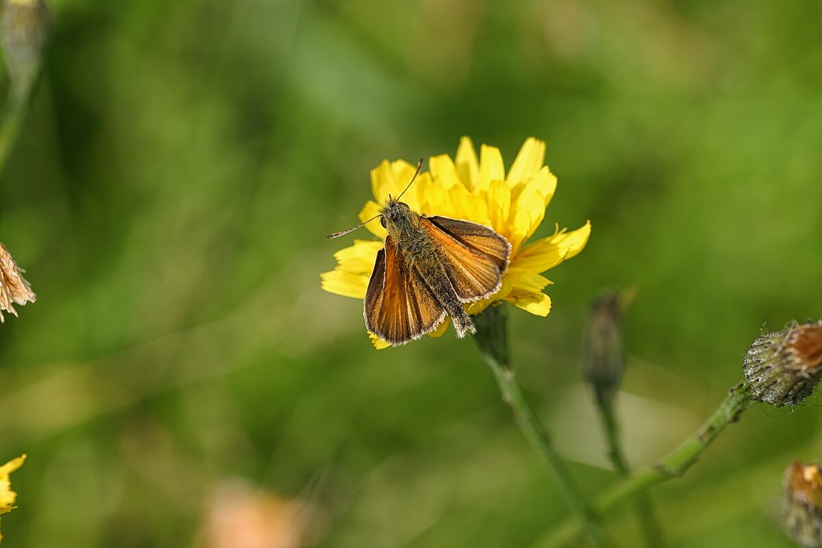 Besucher