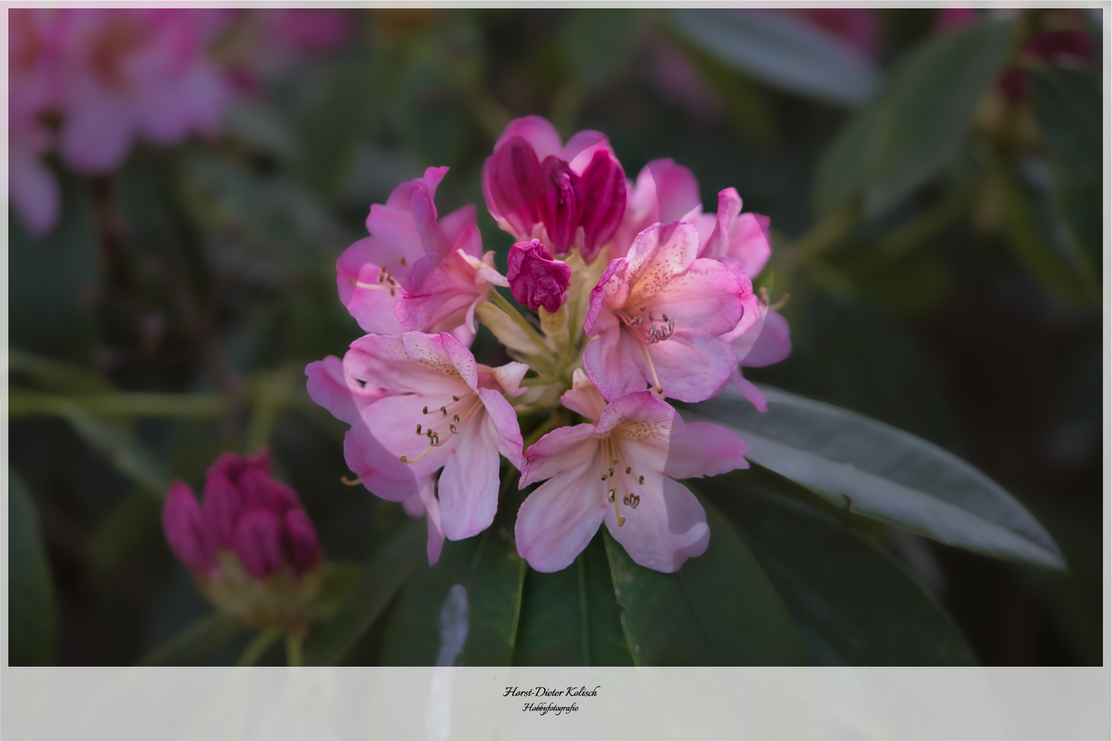 Mit der 📷 durch den Garten