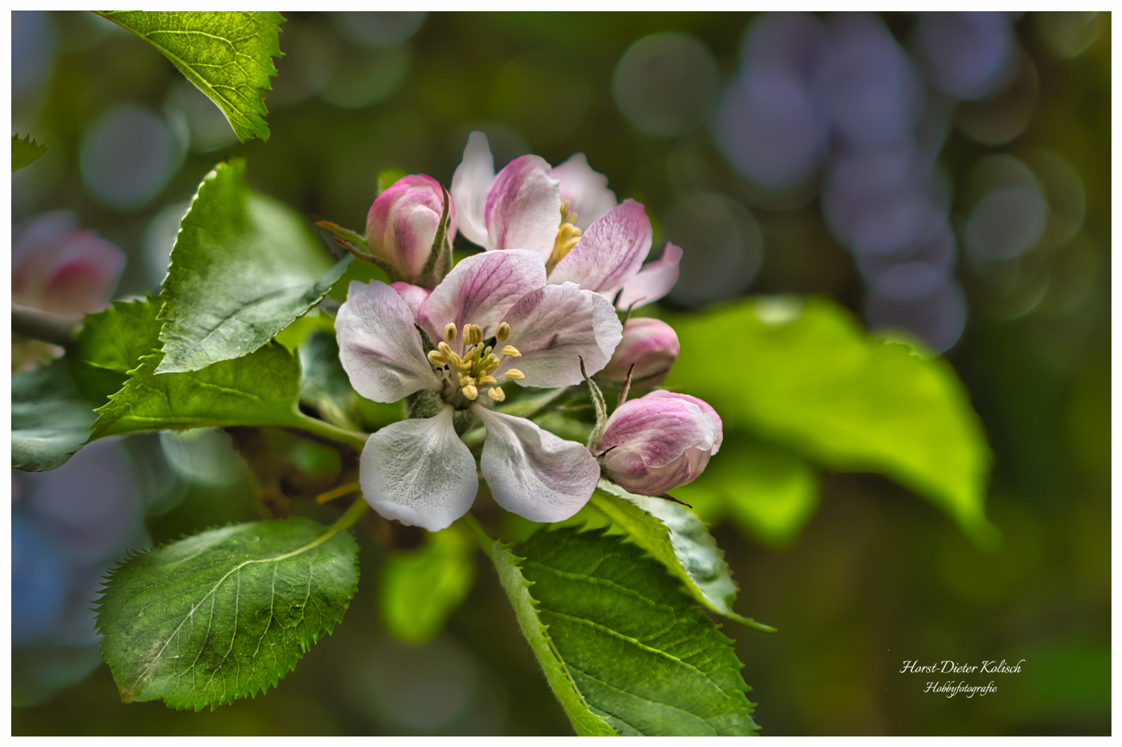 Mit der 📷 durch den Garten
