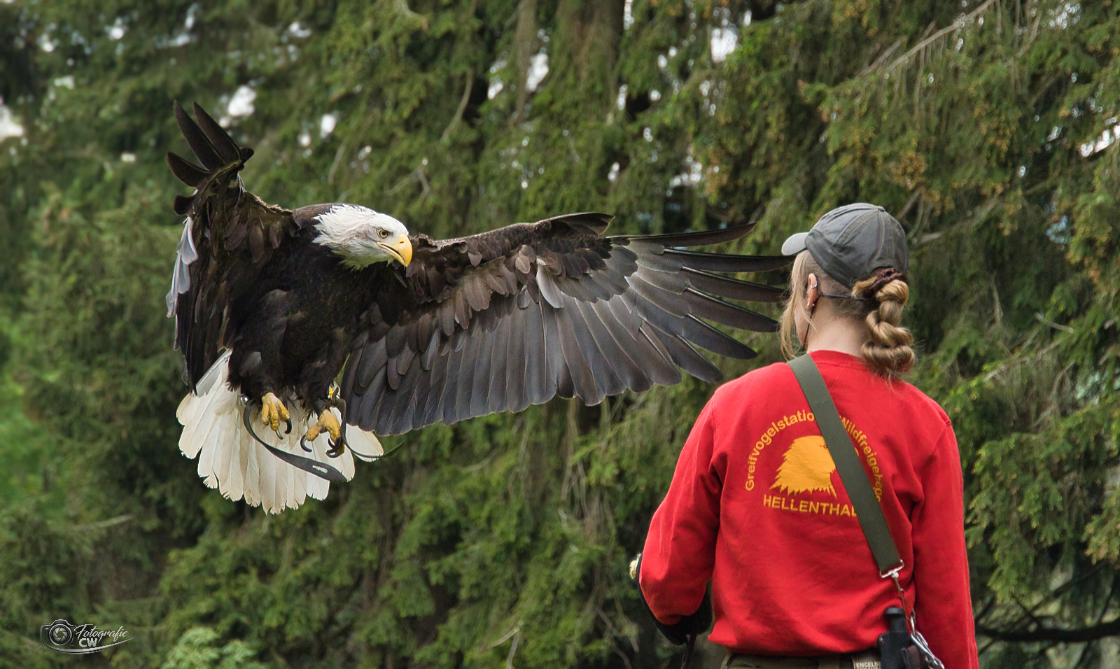 Weißkopfseeadler