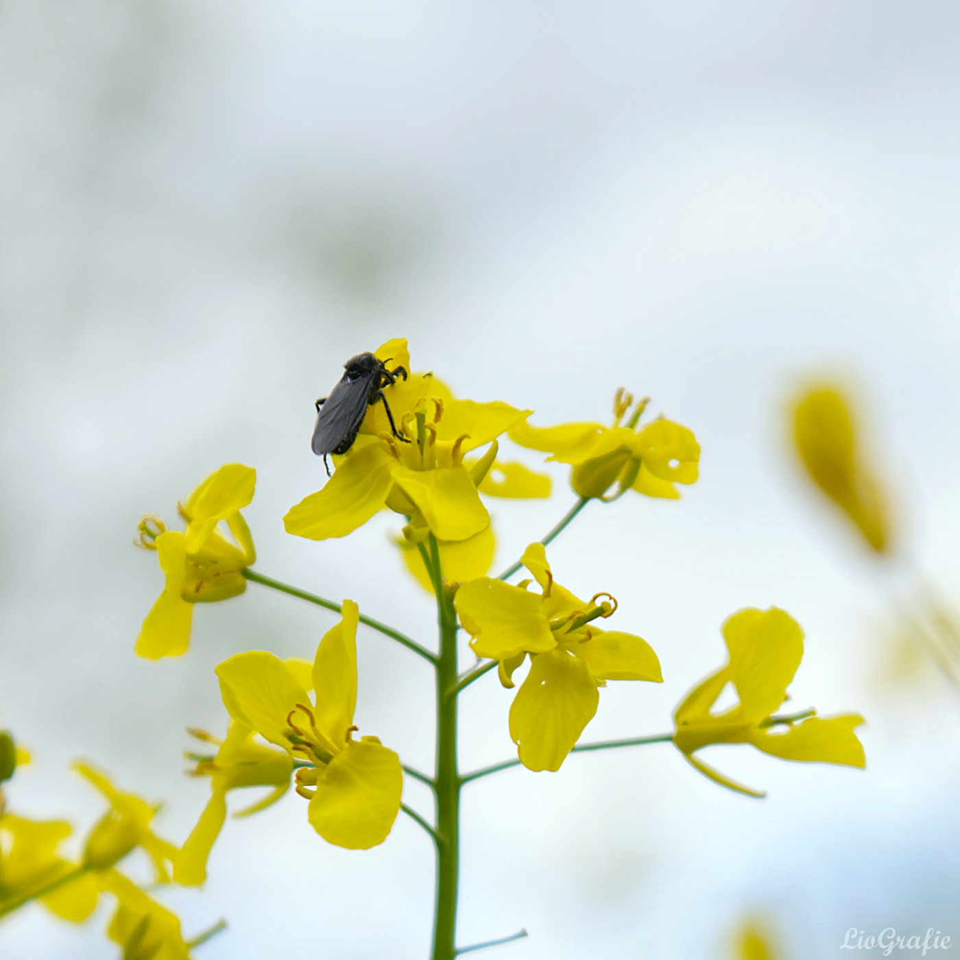 Märzhaarmücke auf einer Rapsblüte