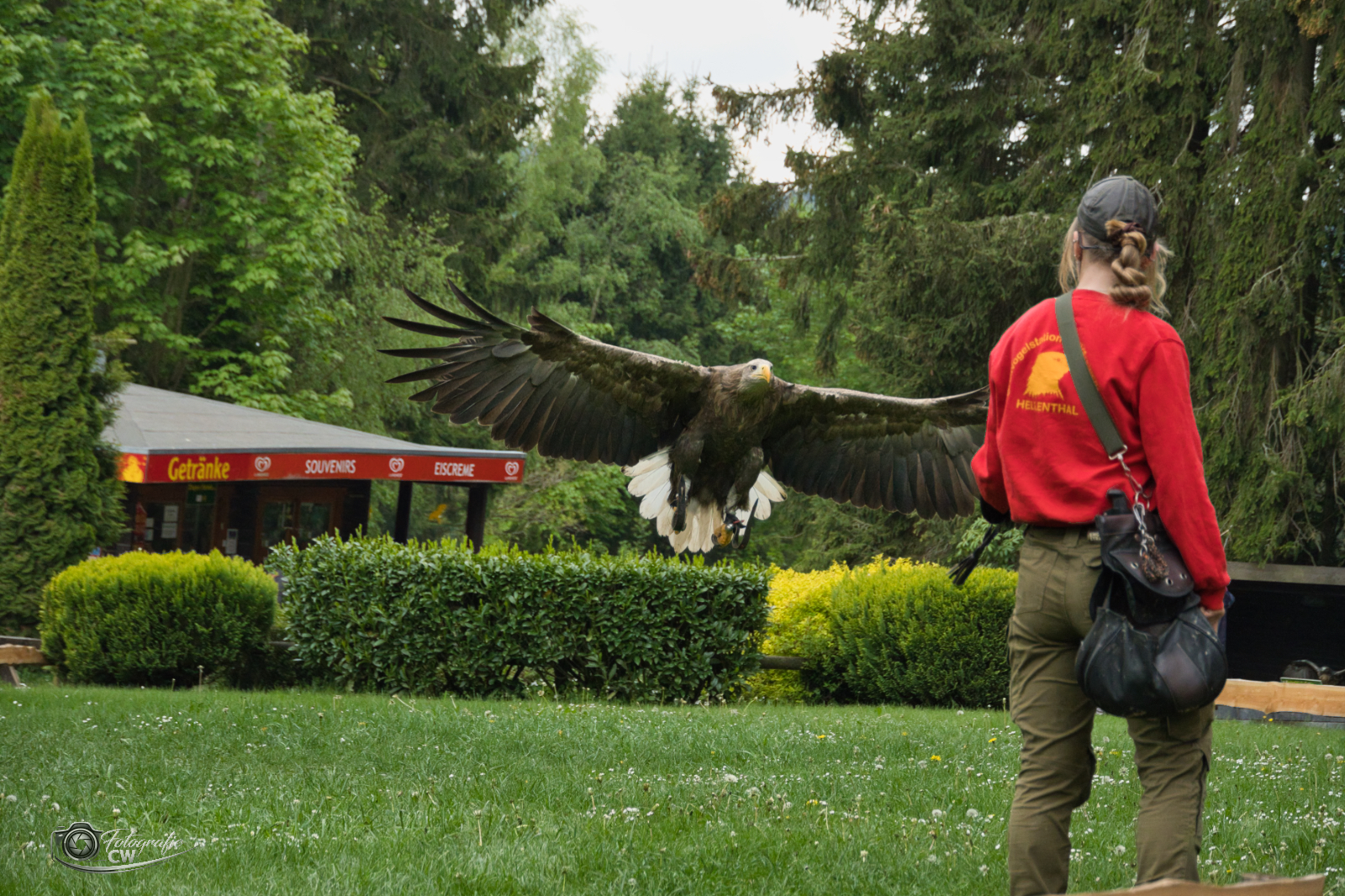 Seeadler