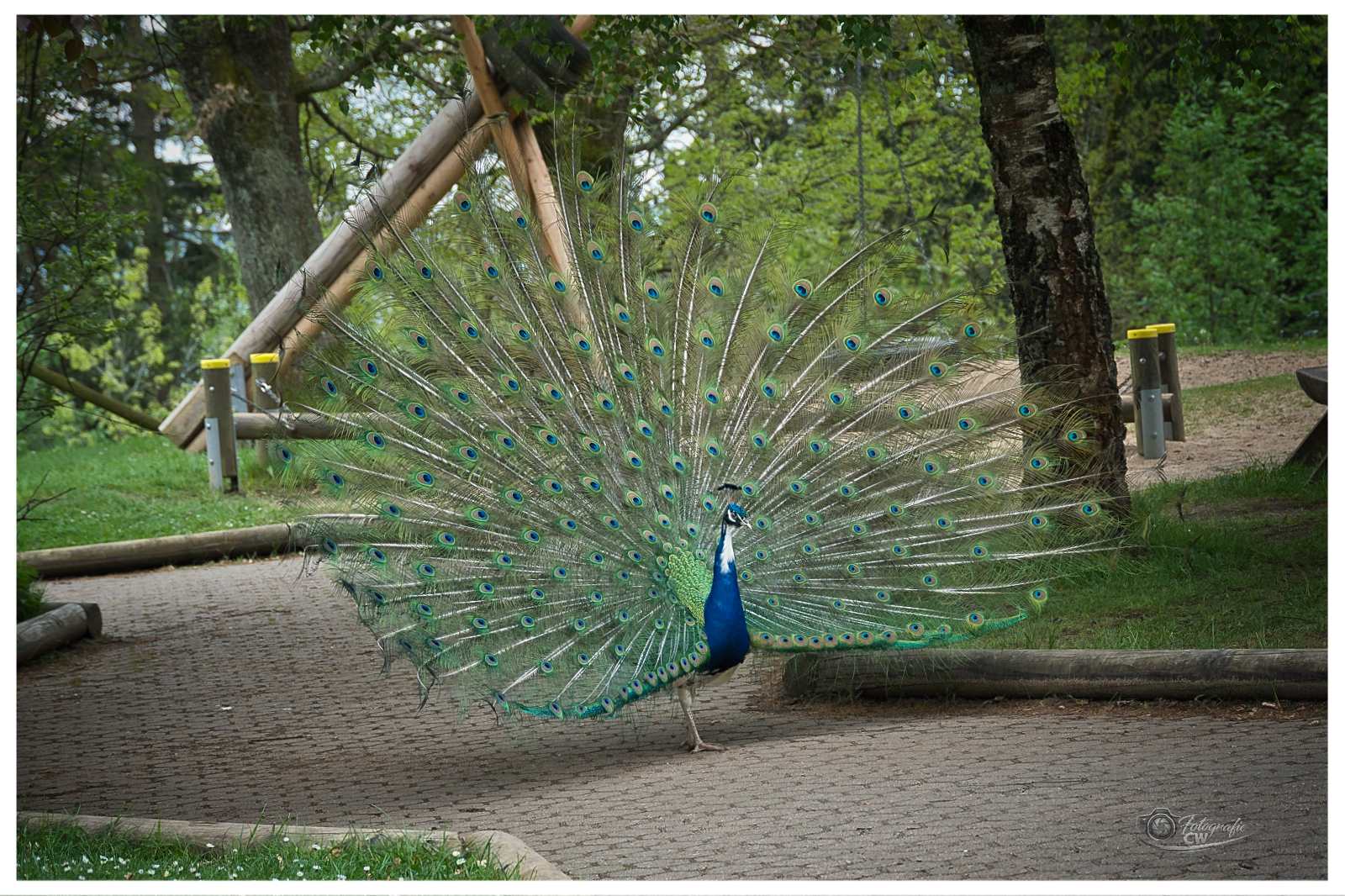 Pfau