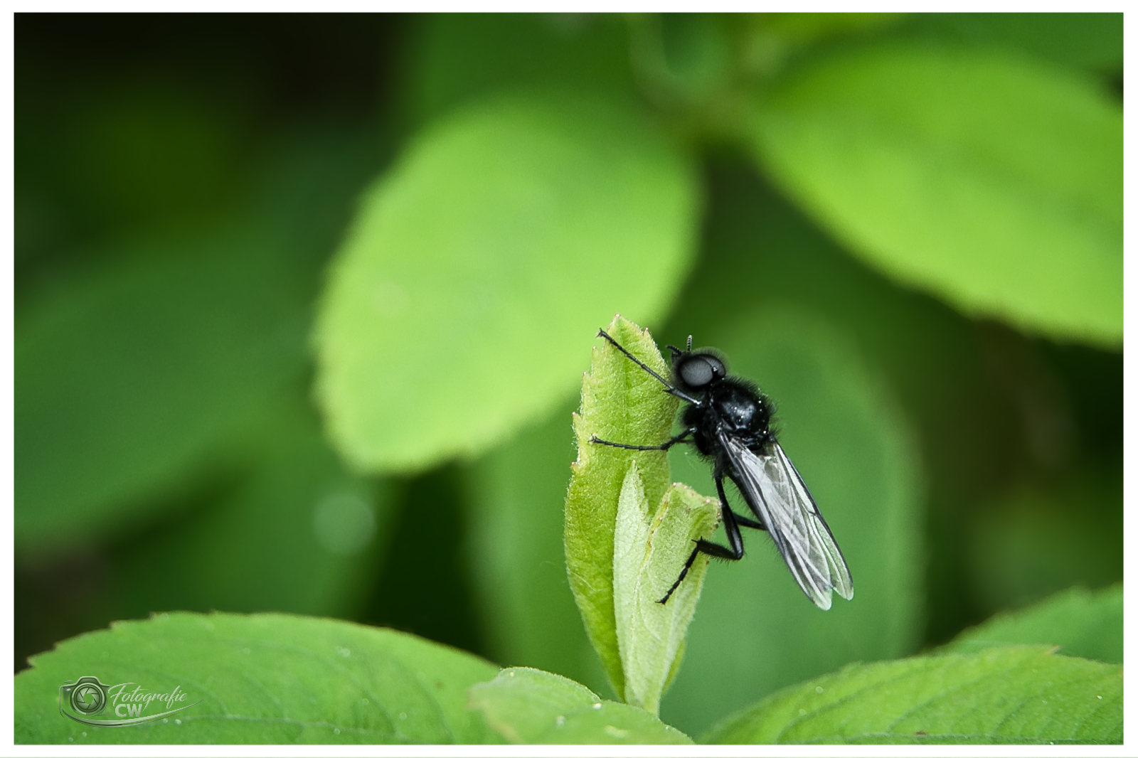 Märzfliege
