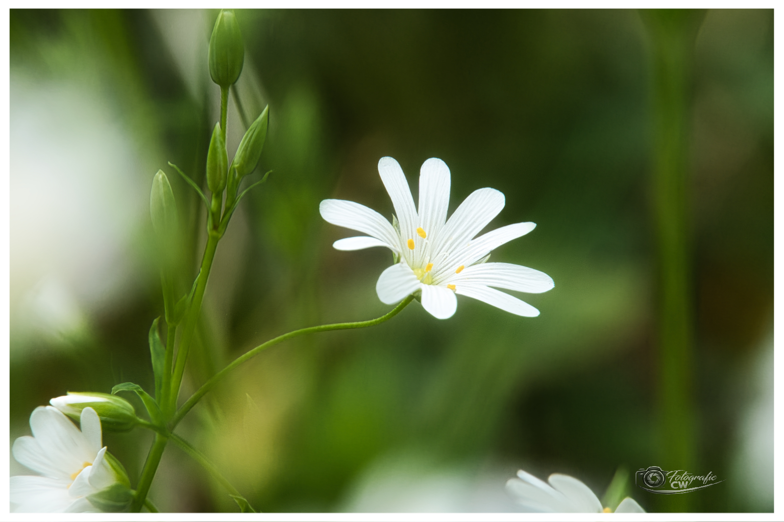 Weiße Blüte