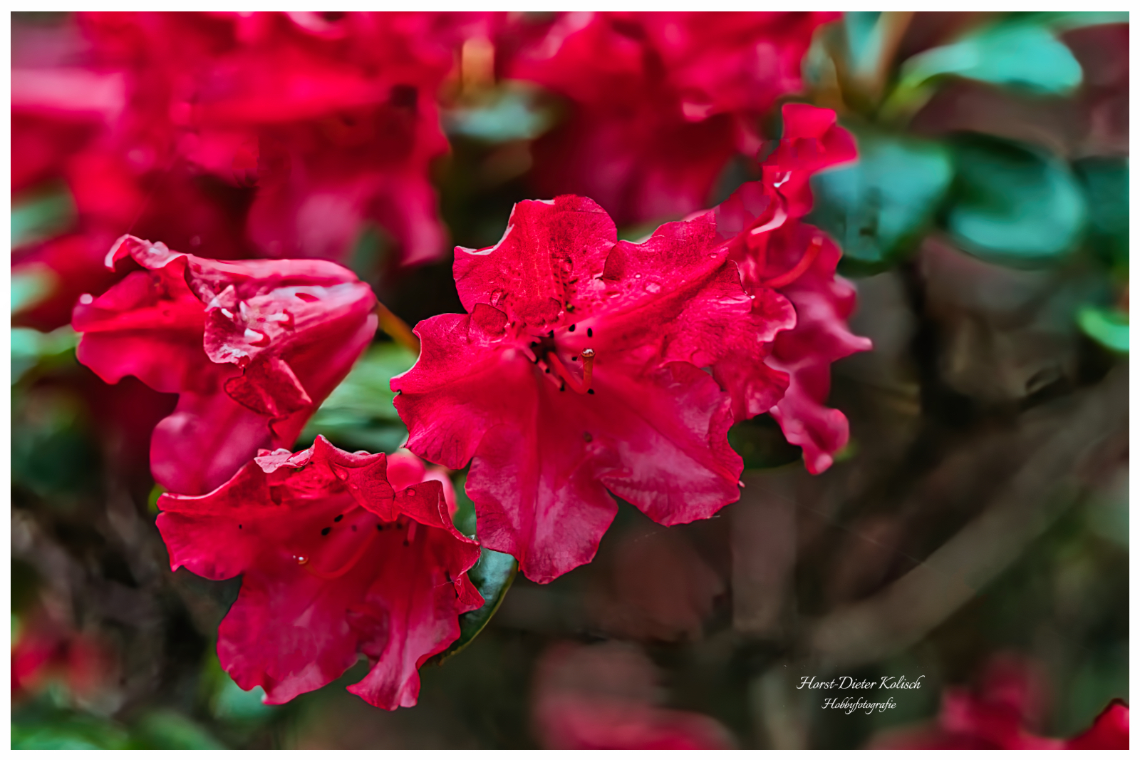 Rote Blüten ❤️