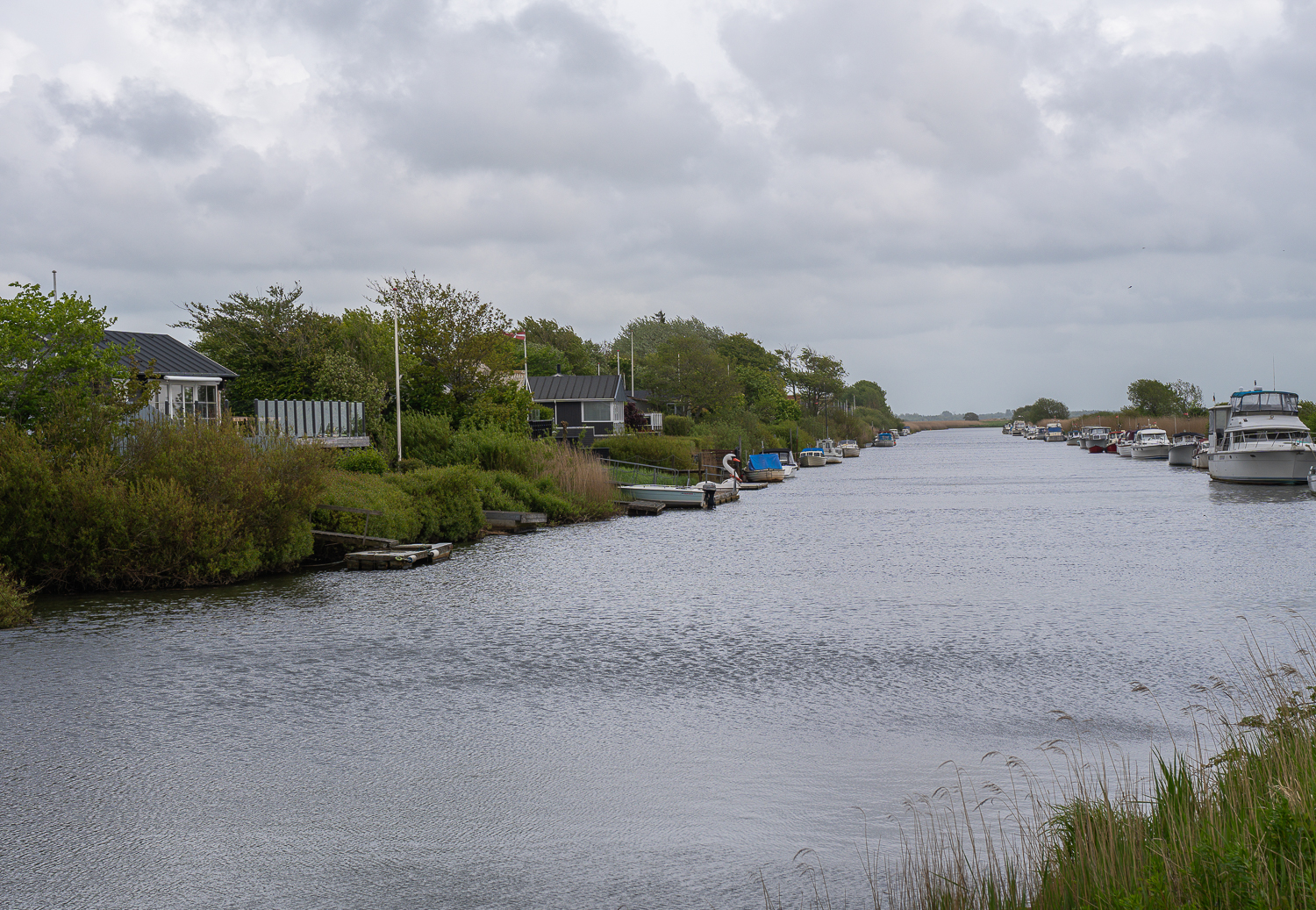 Ribe 1