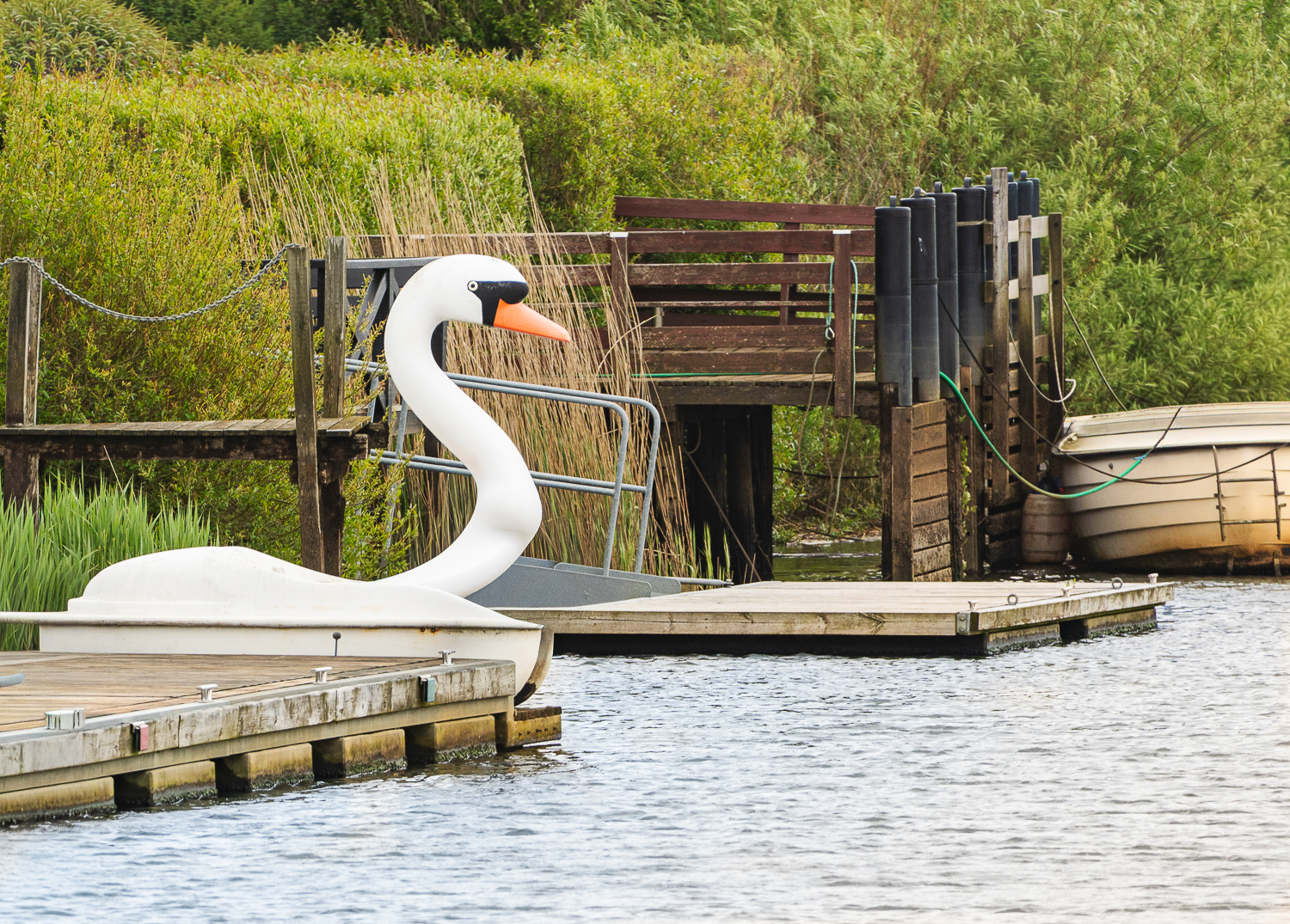 Schwan