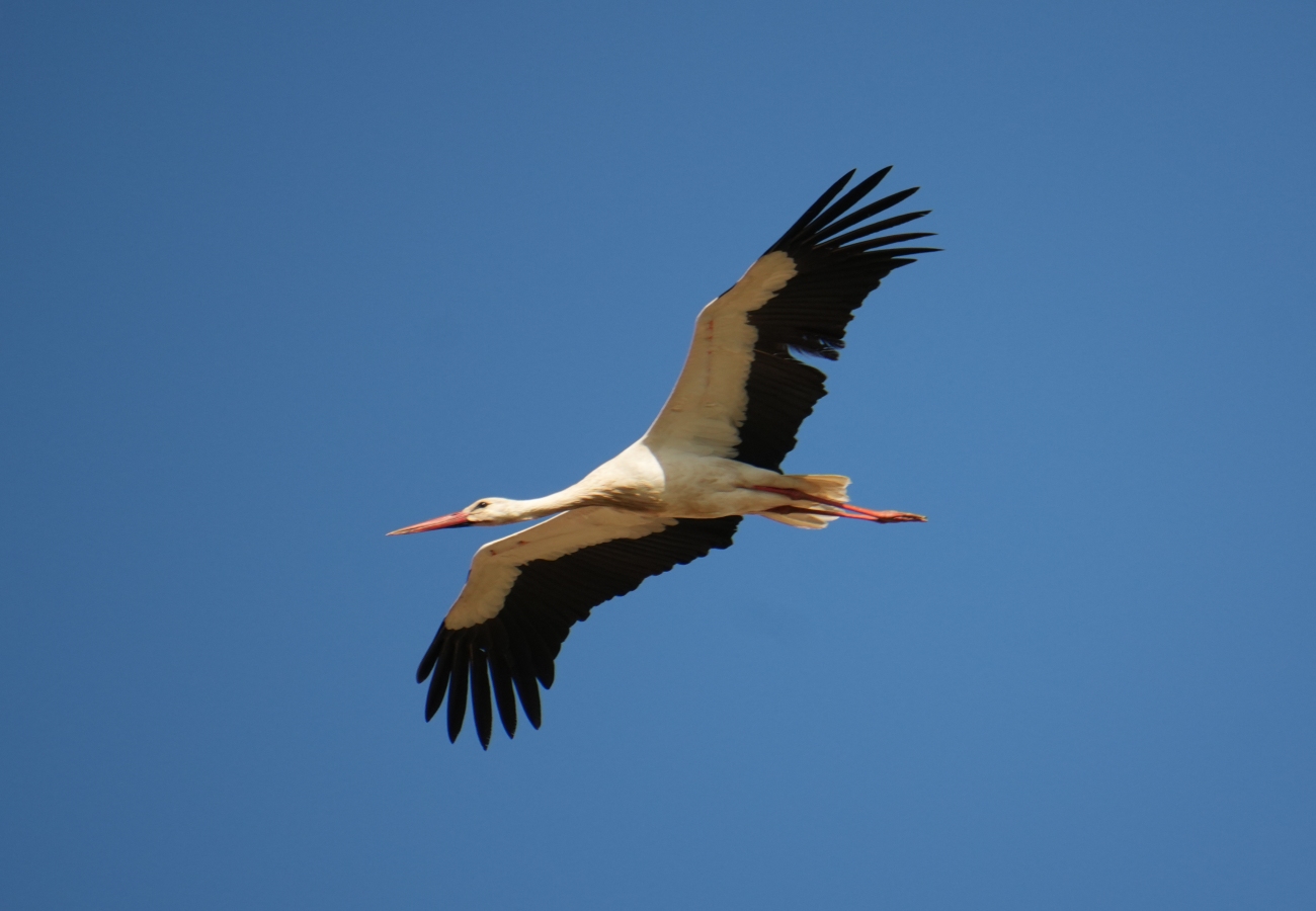 Storch im Vorbeiflug