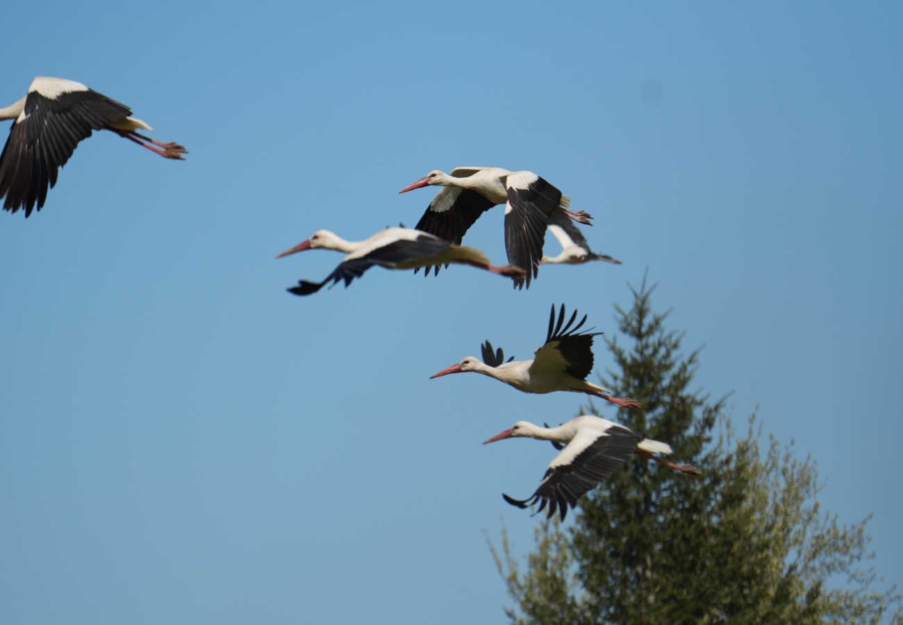 Massenabflug