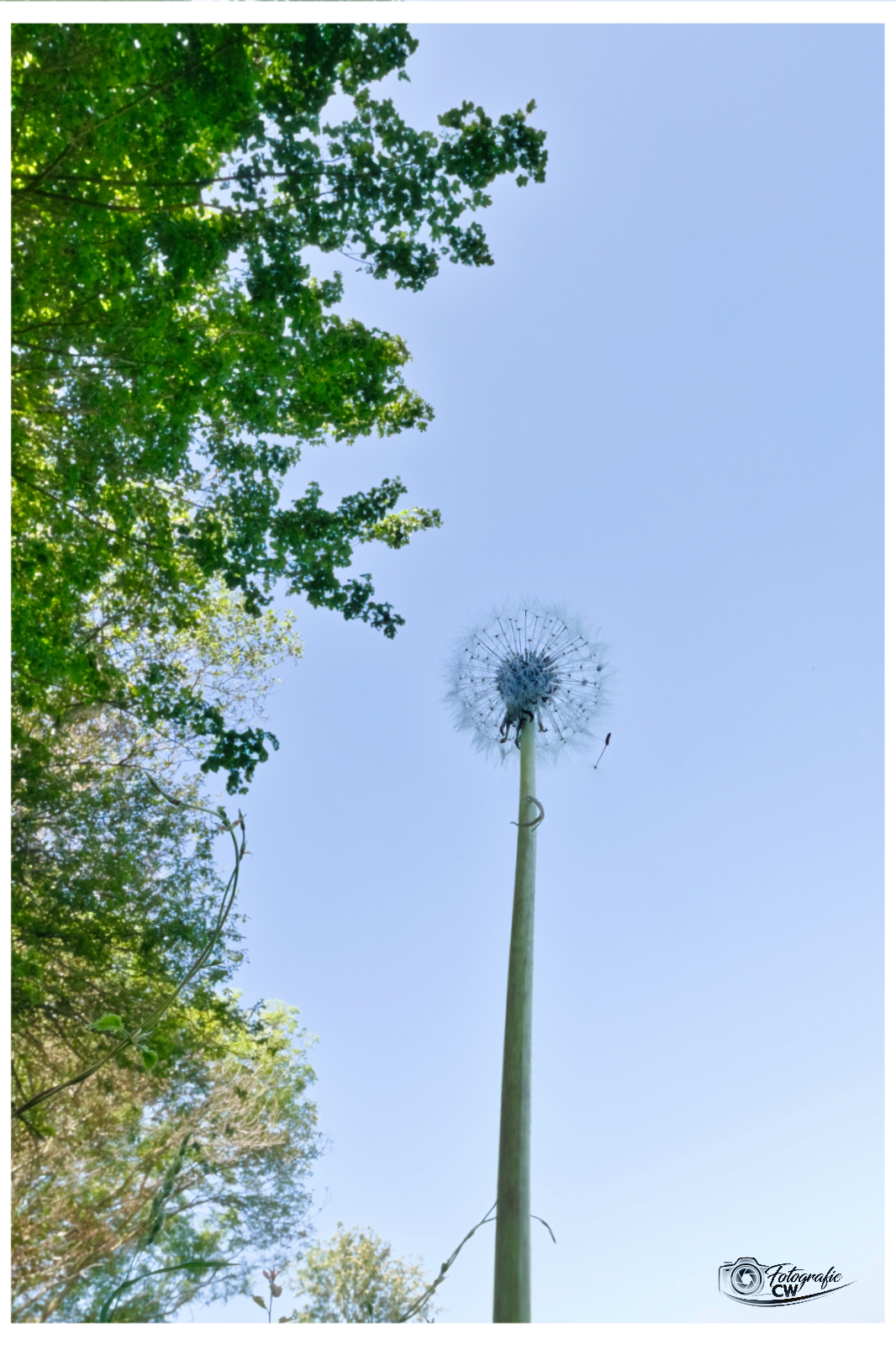 Pusteblume