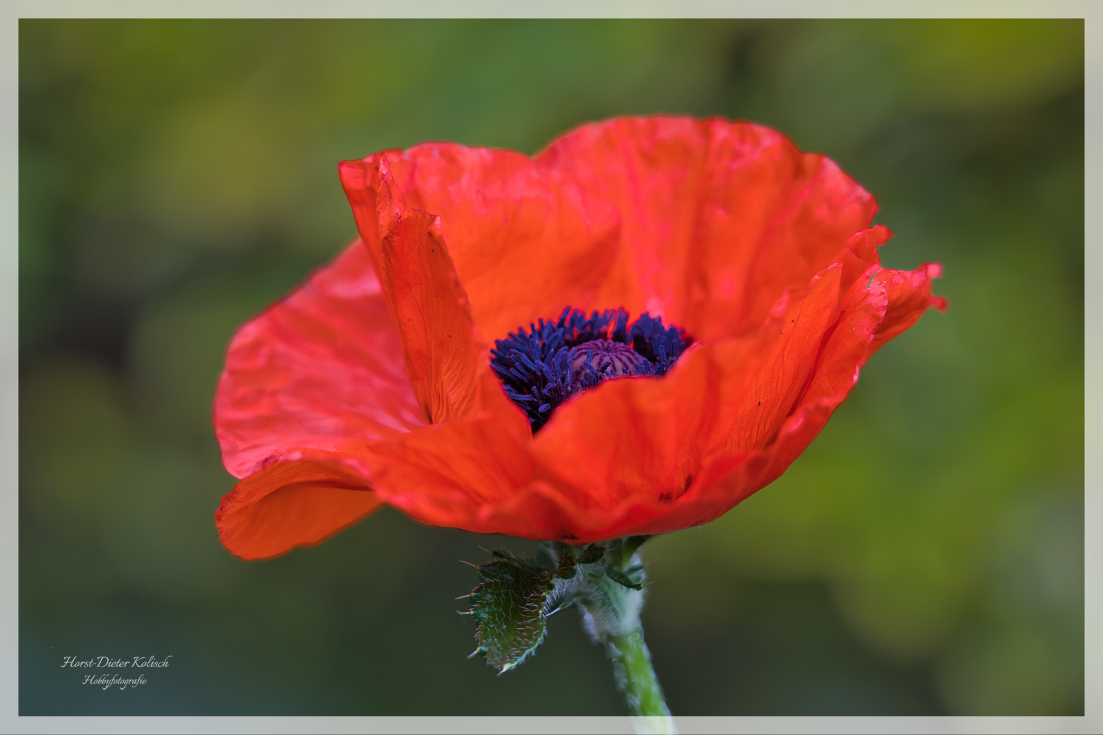 Klatschmohn in voller Blüte ❤️