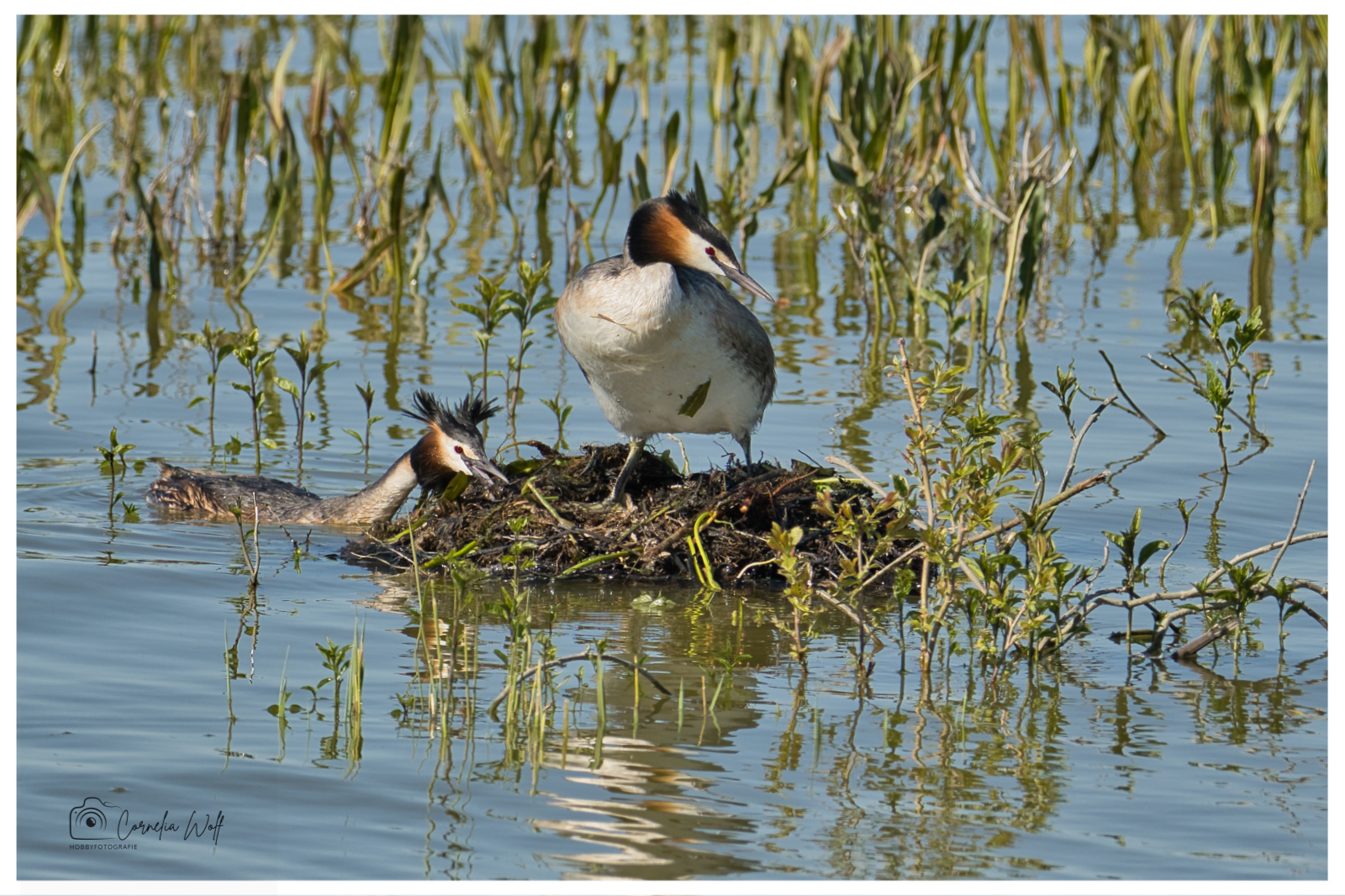 Nestpflege beim Haubentaucherpärchen