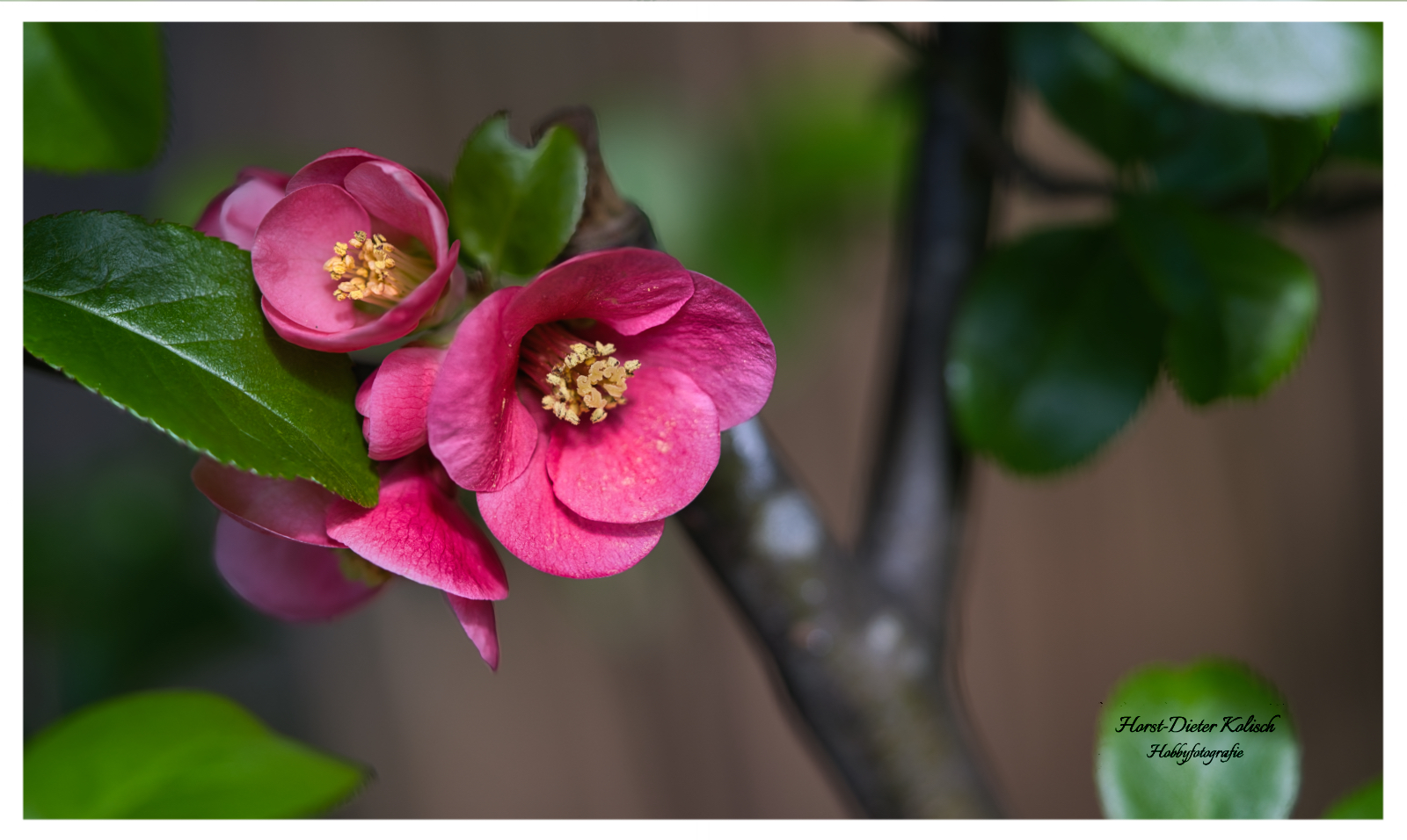Zarte Blüten ❤️